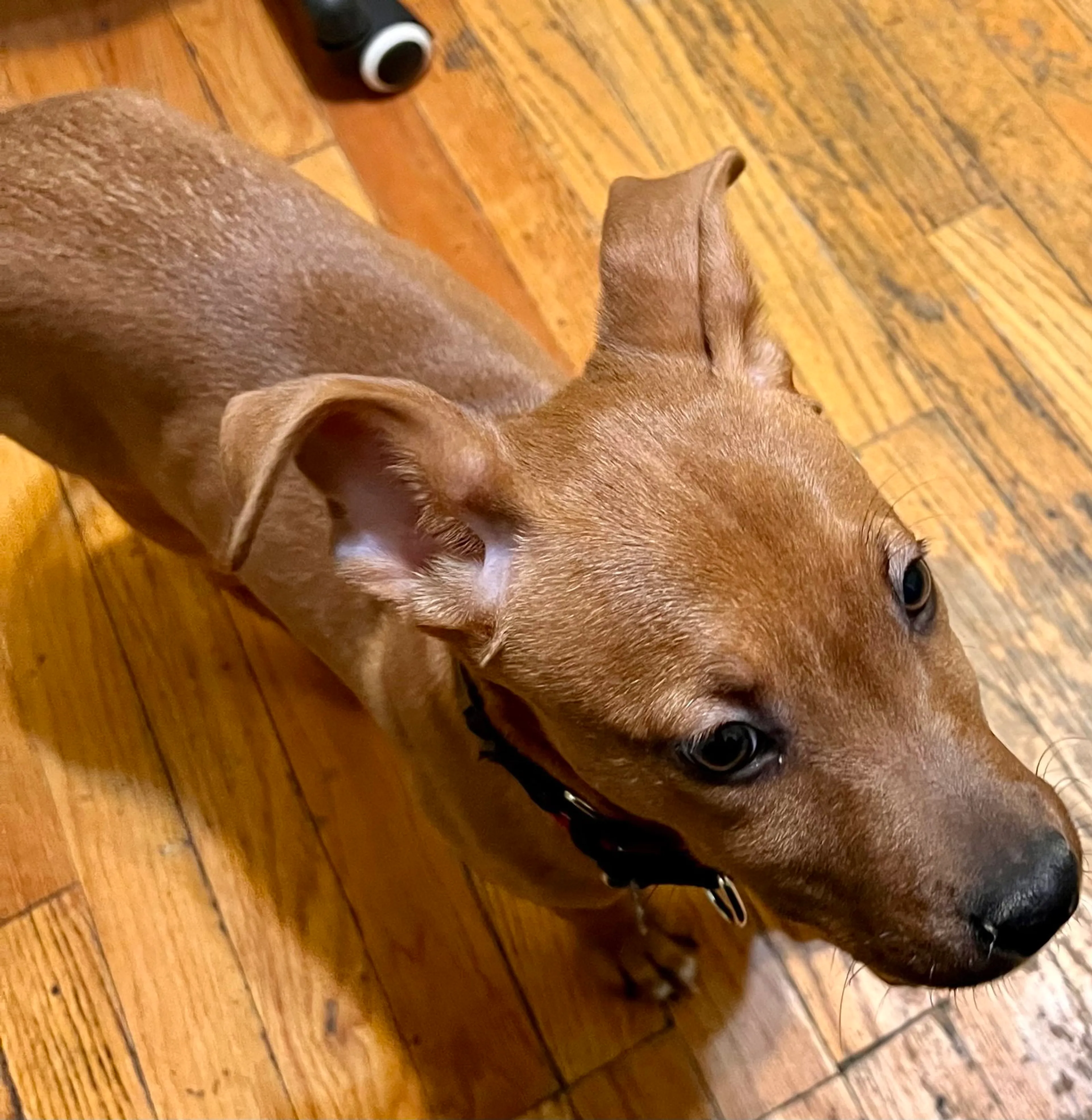 Found pet-7