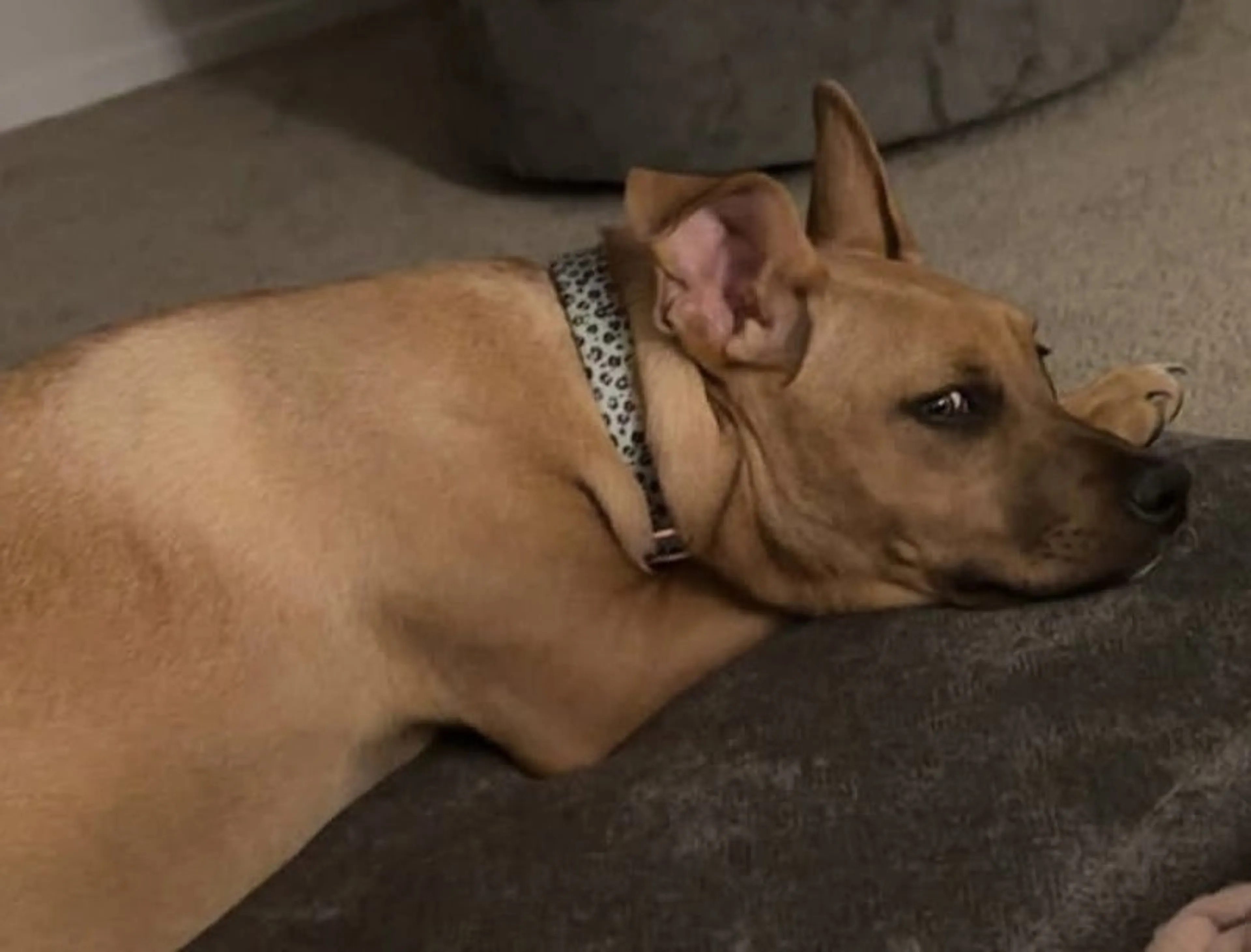 Found pet-1