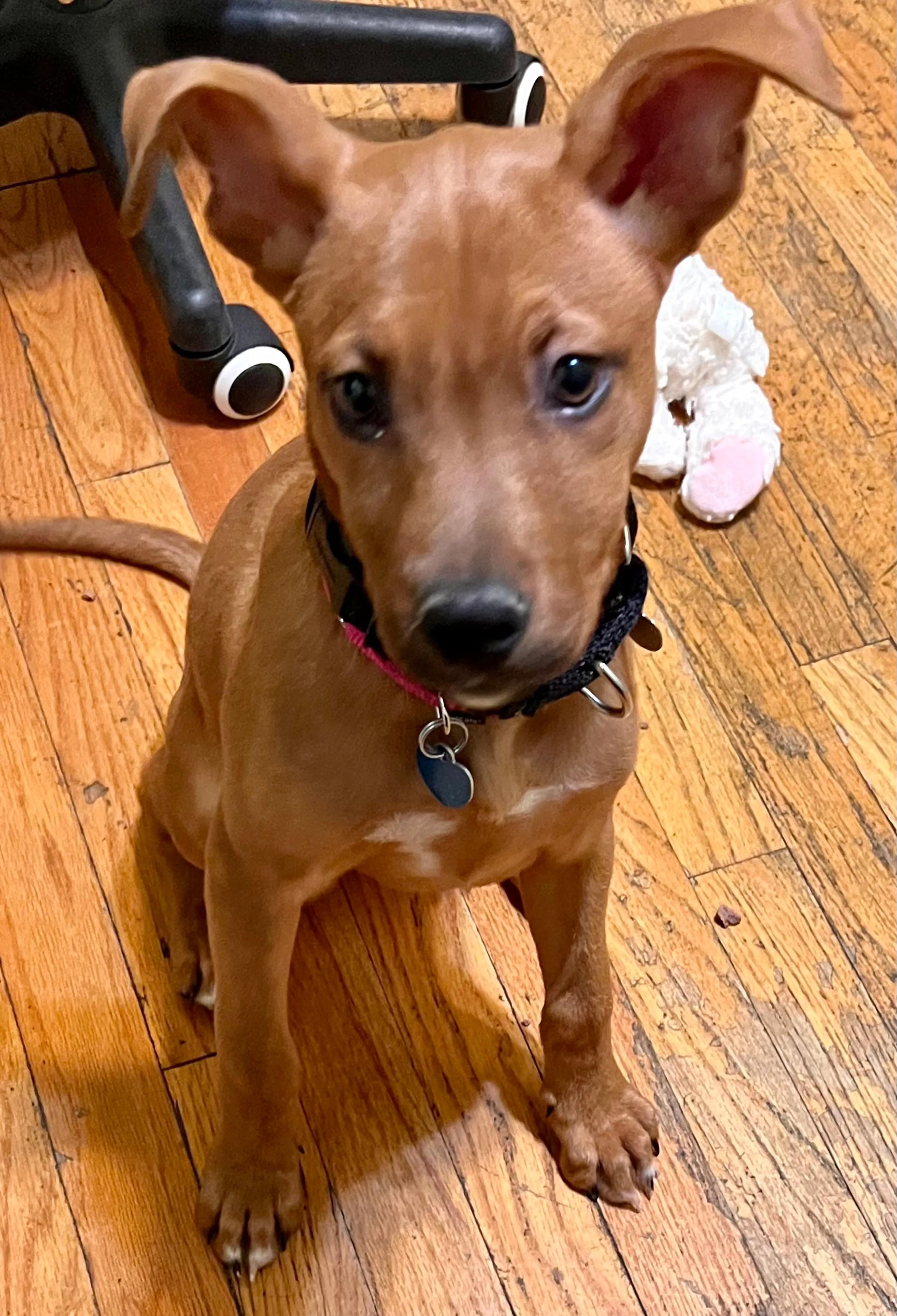 Found pet-8