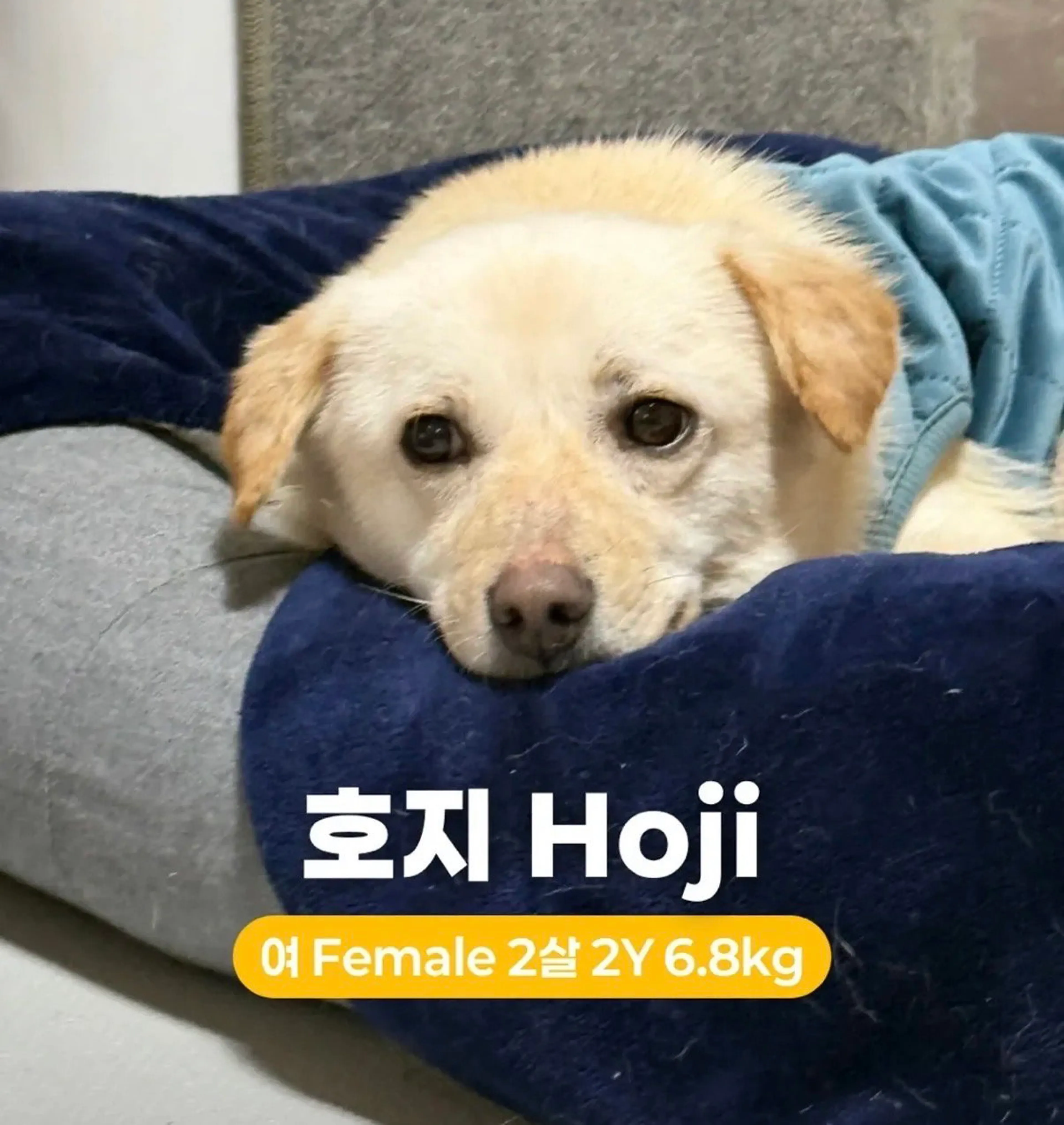 Found pet-1