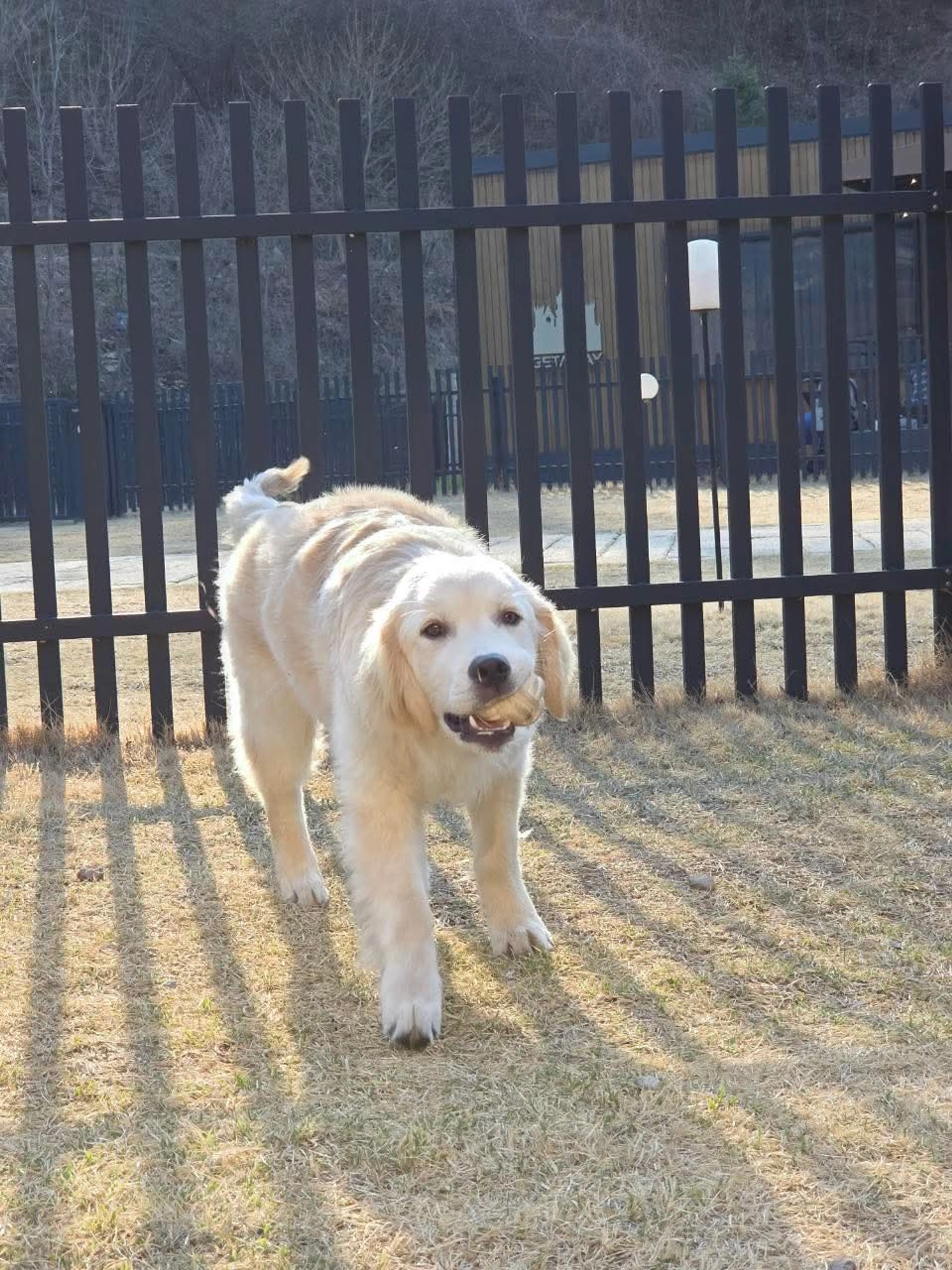 Found pet-2