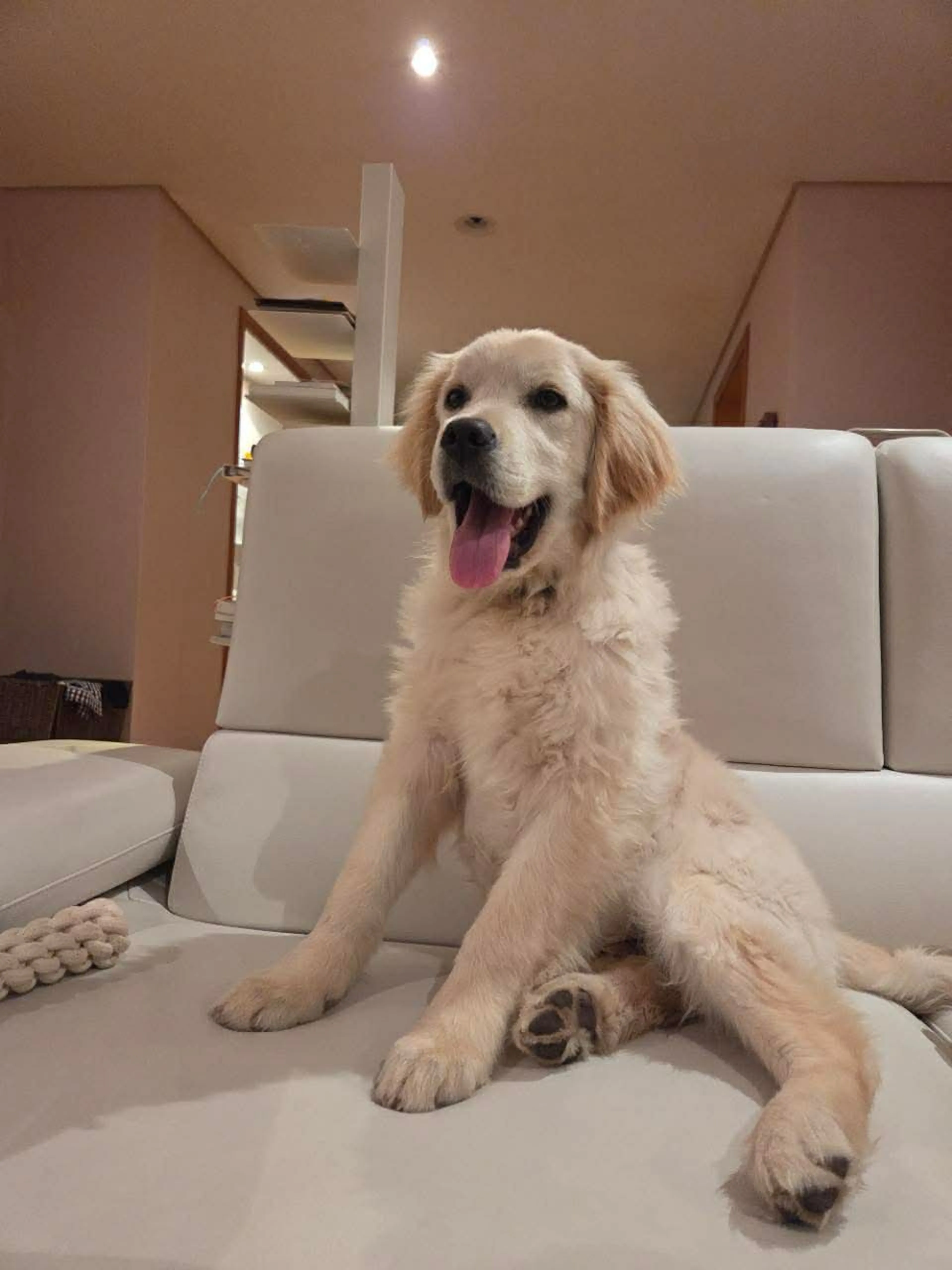 Found pet-1
