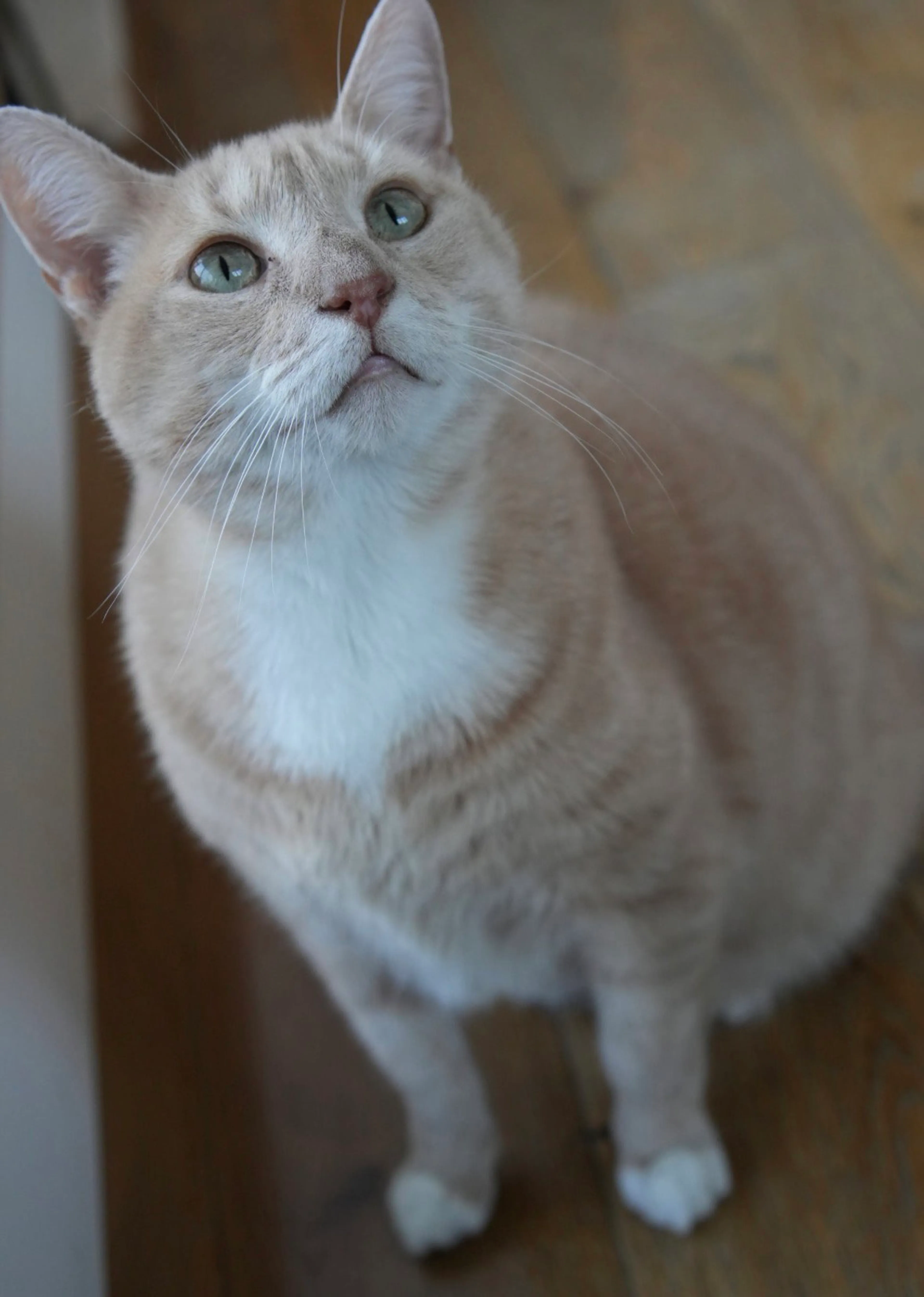 Found pet-0
