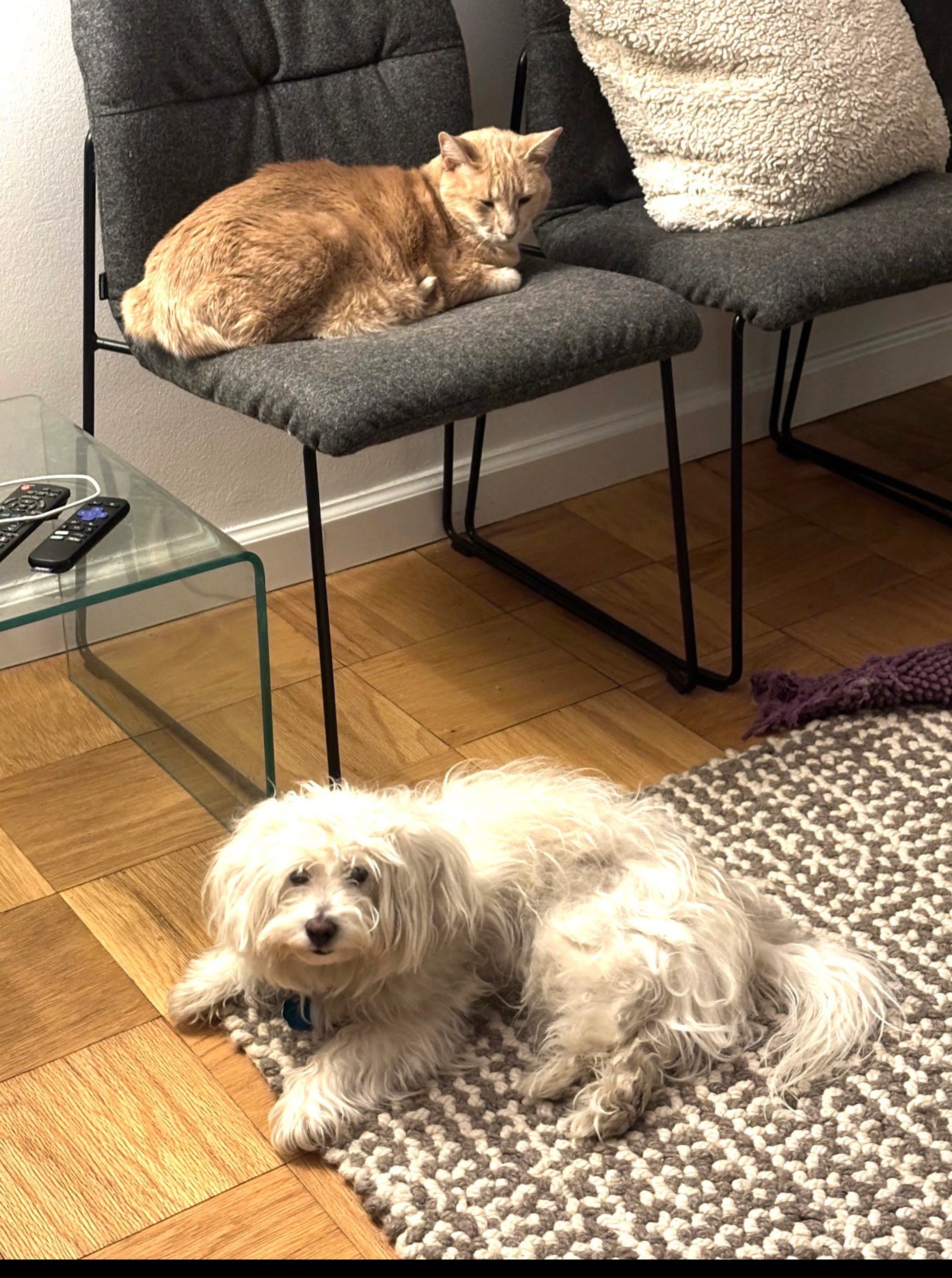 Found pet-3
