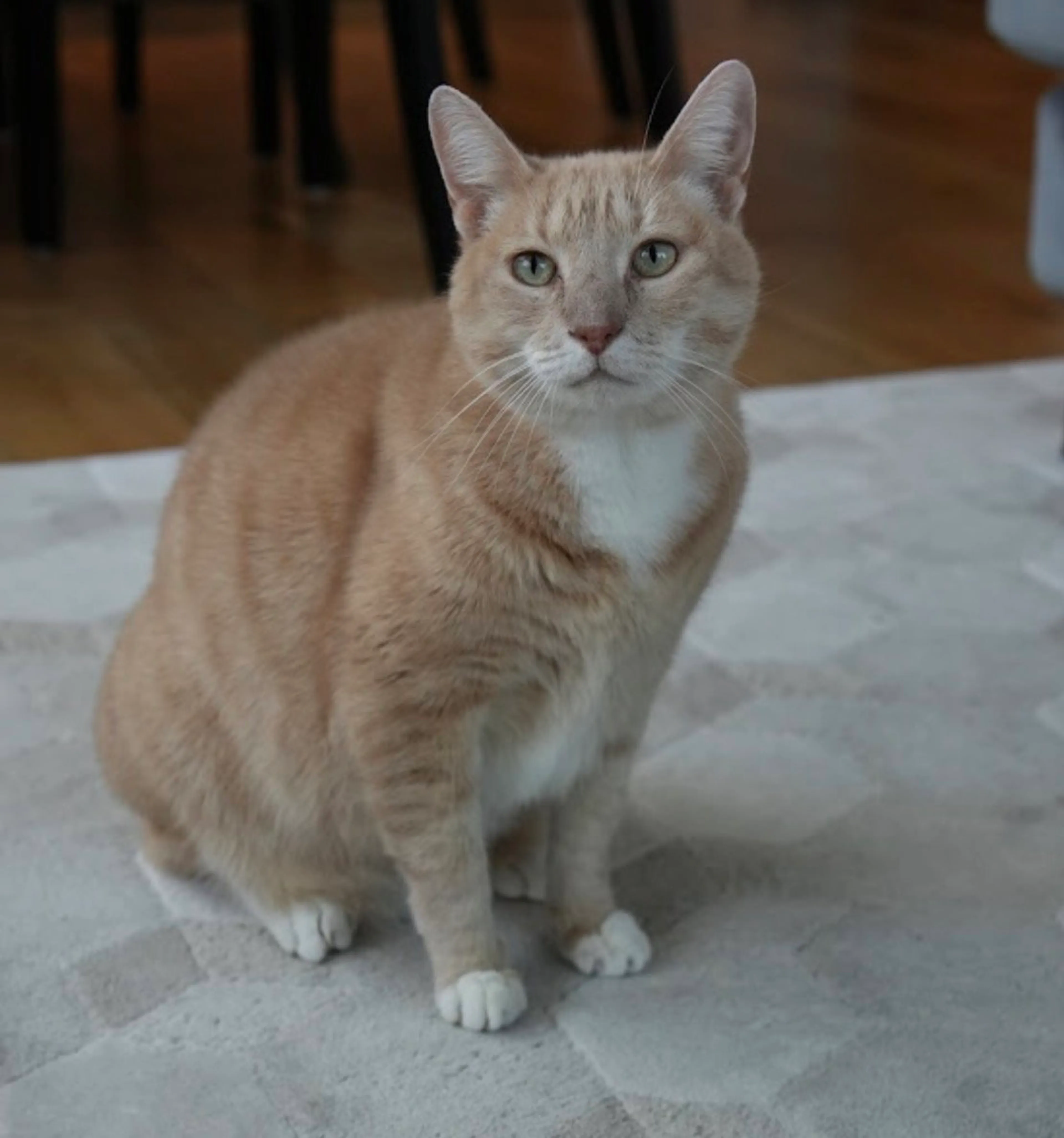 Found pet-1