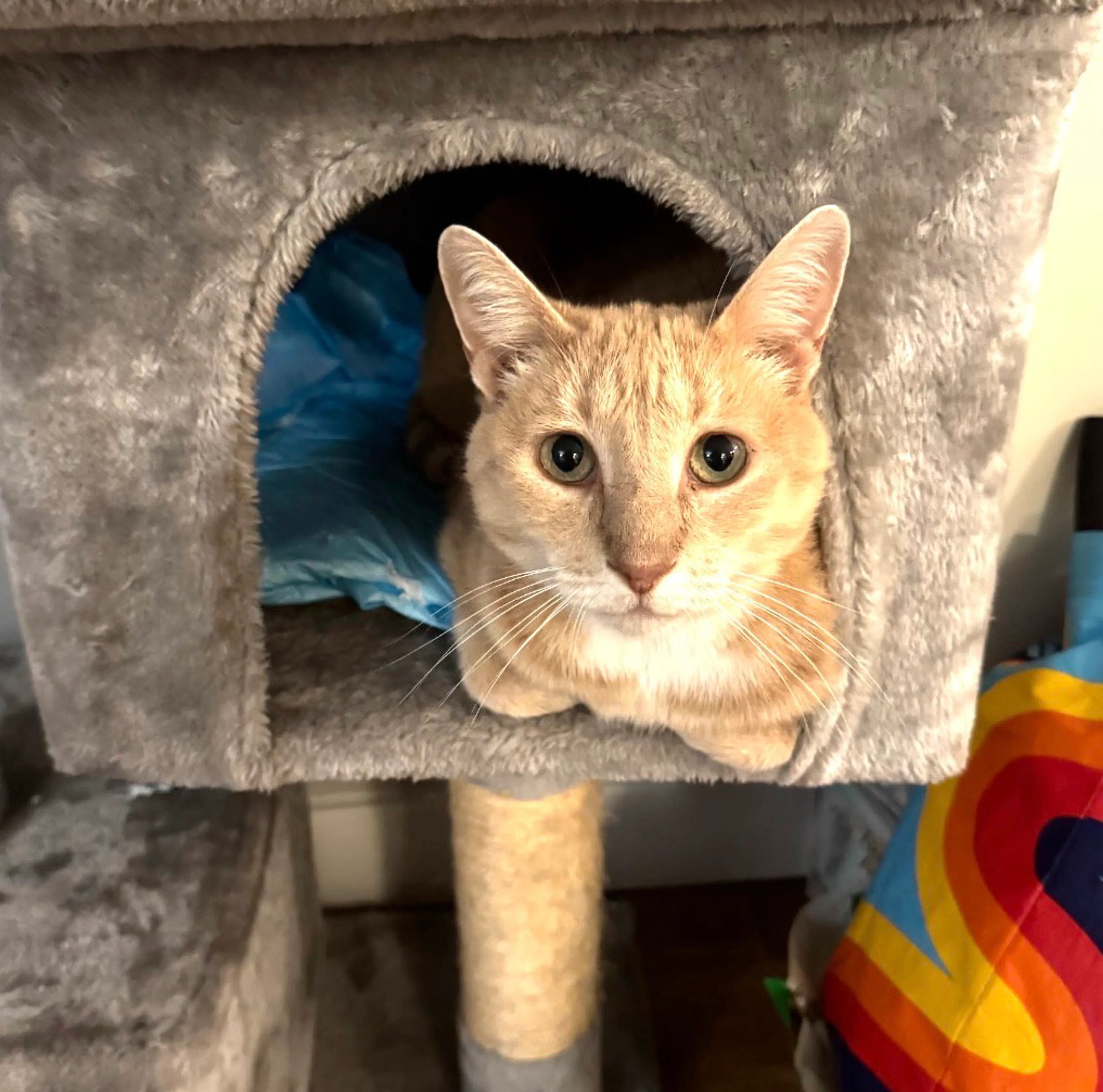 Found pet-5
