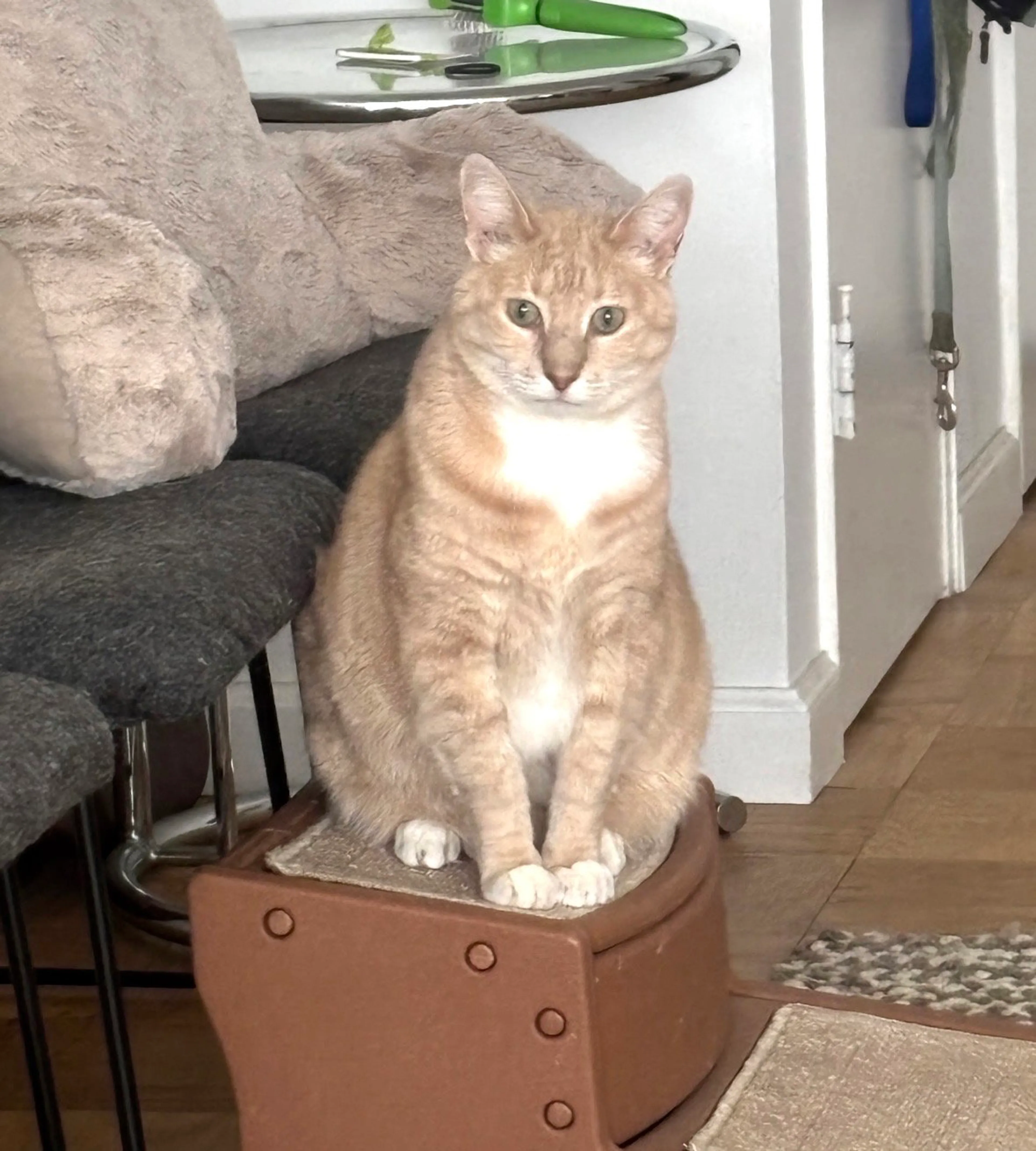Found pet-4