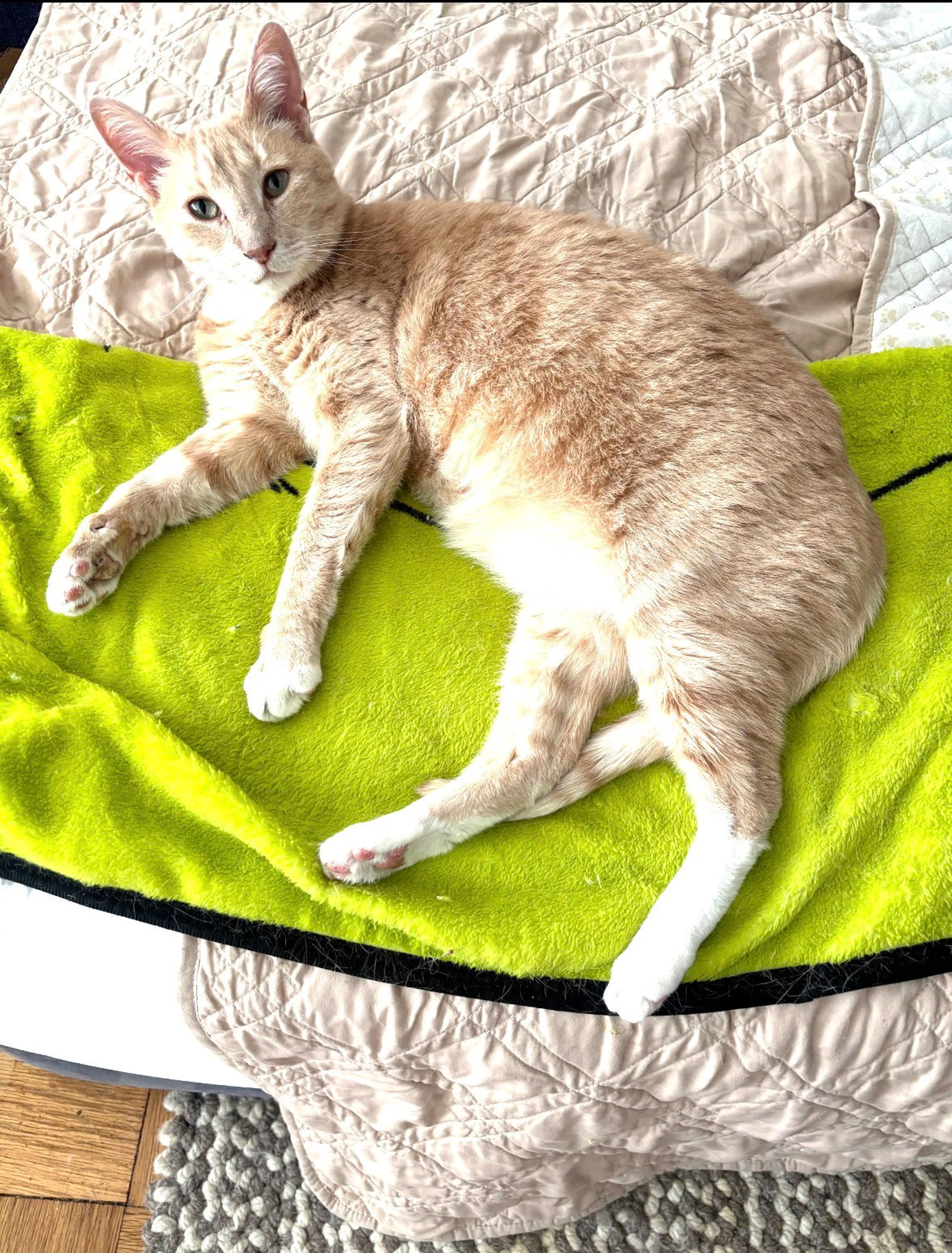 Found pet-2
