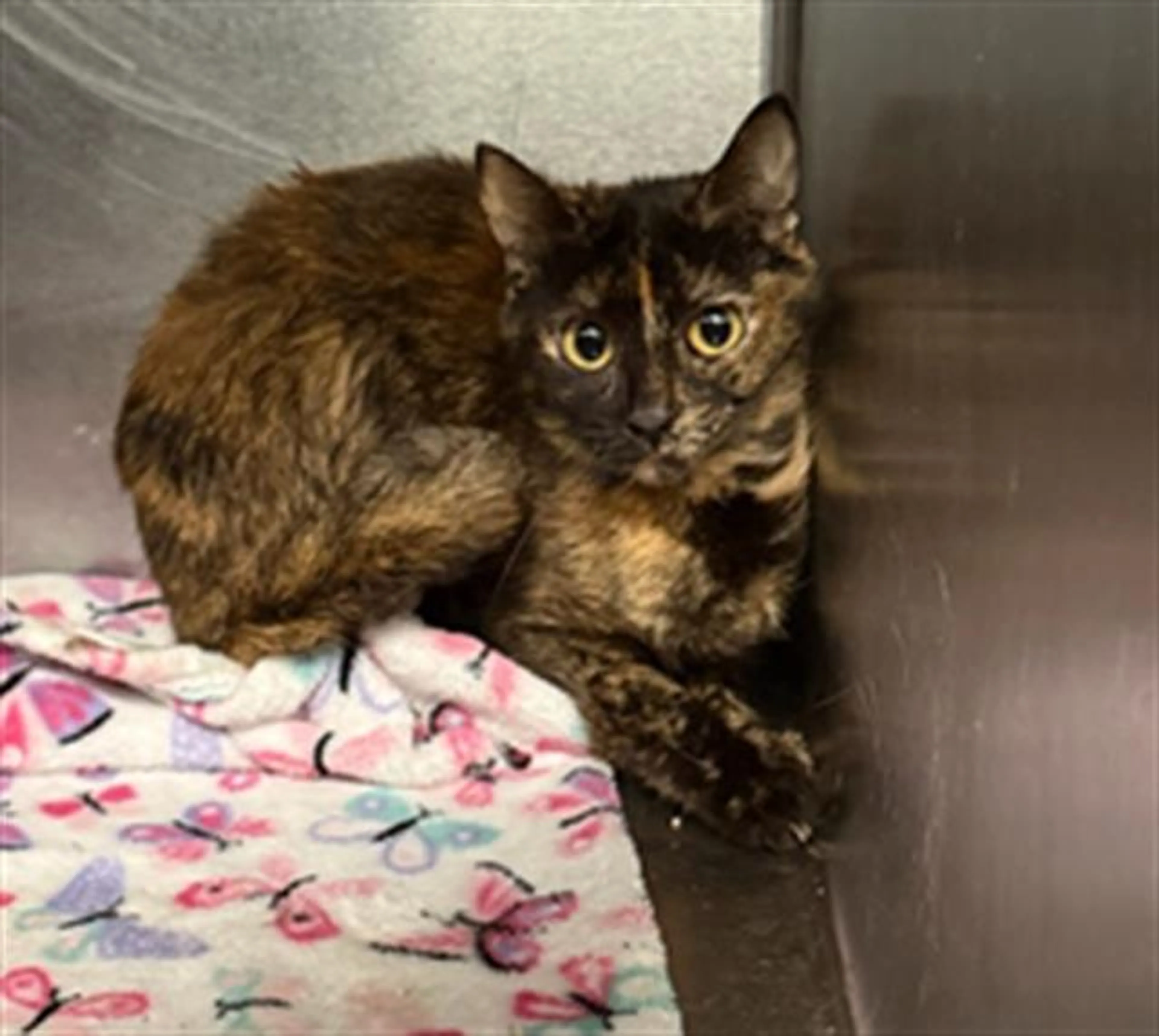 Found pet
