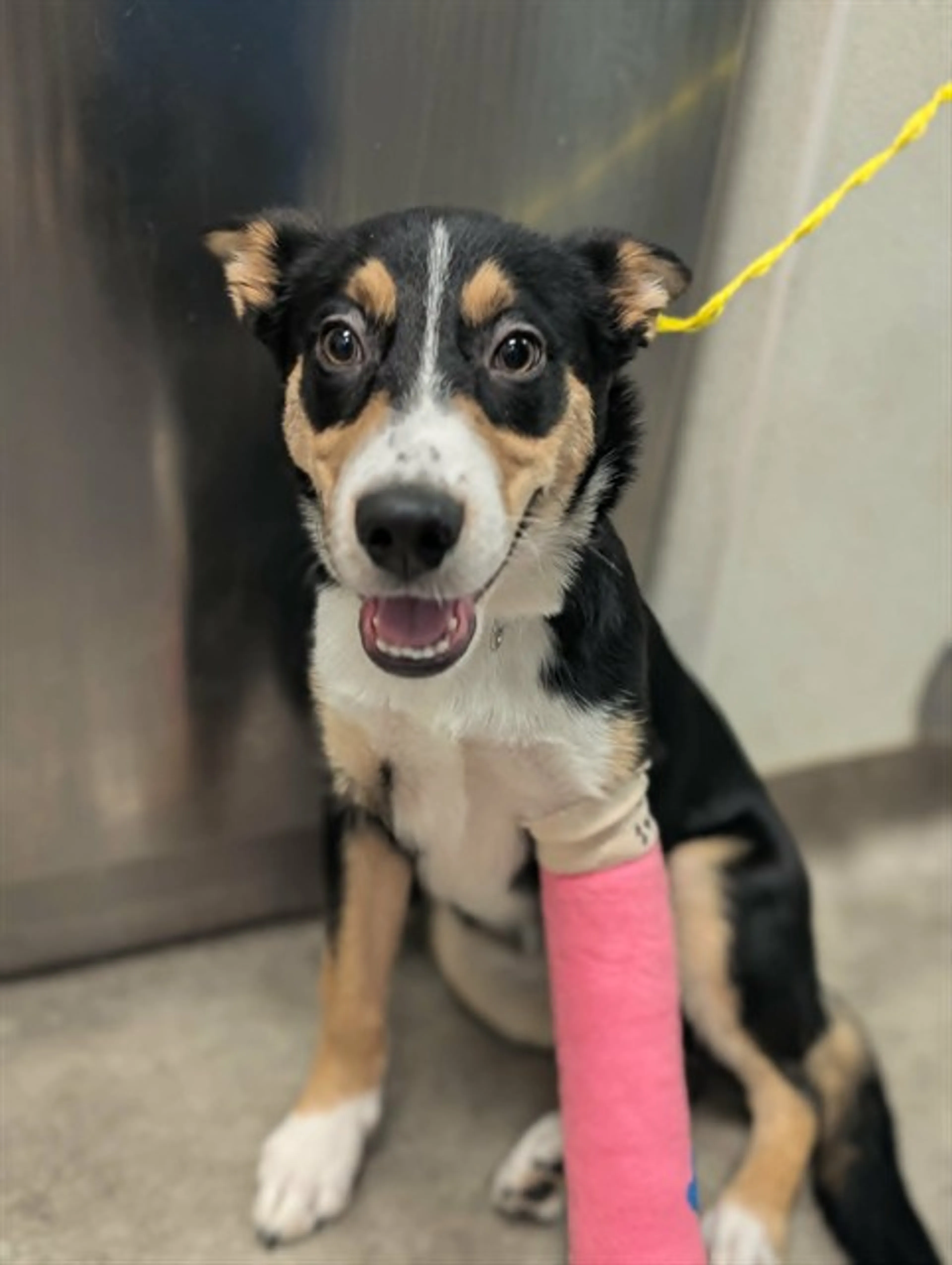 Found pet