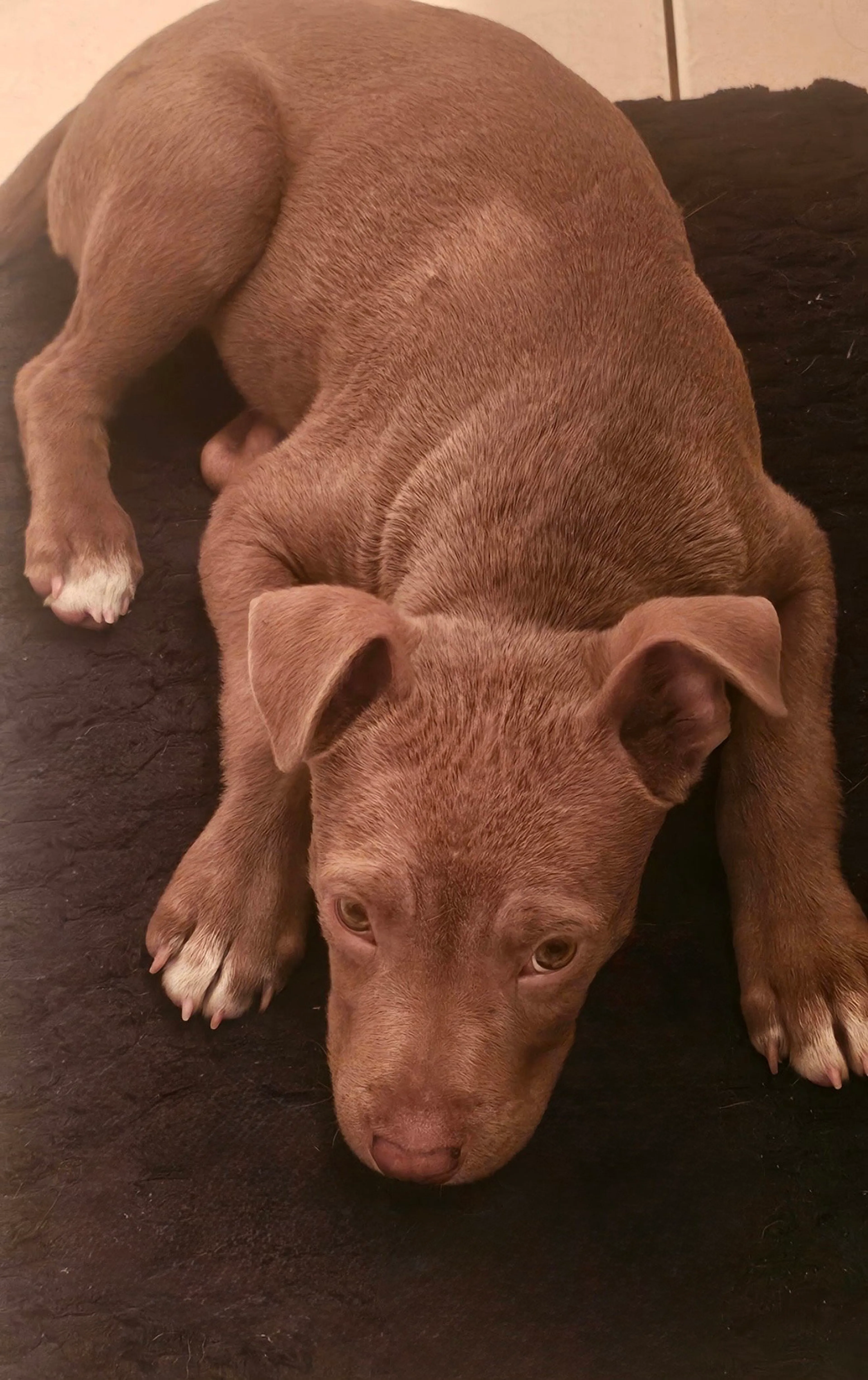 Found pet-1