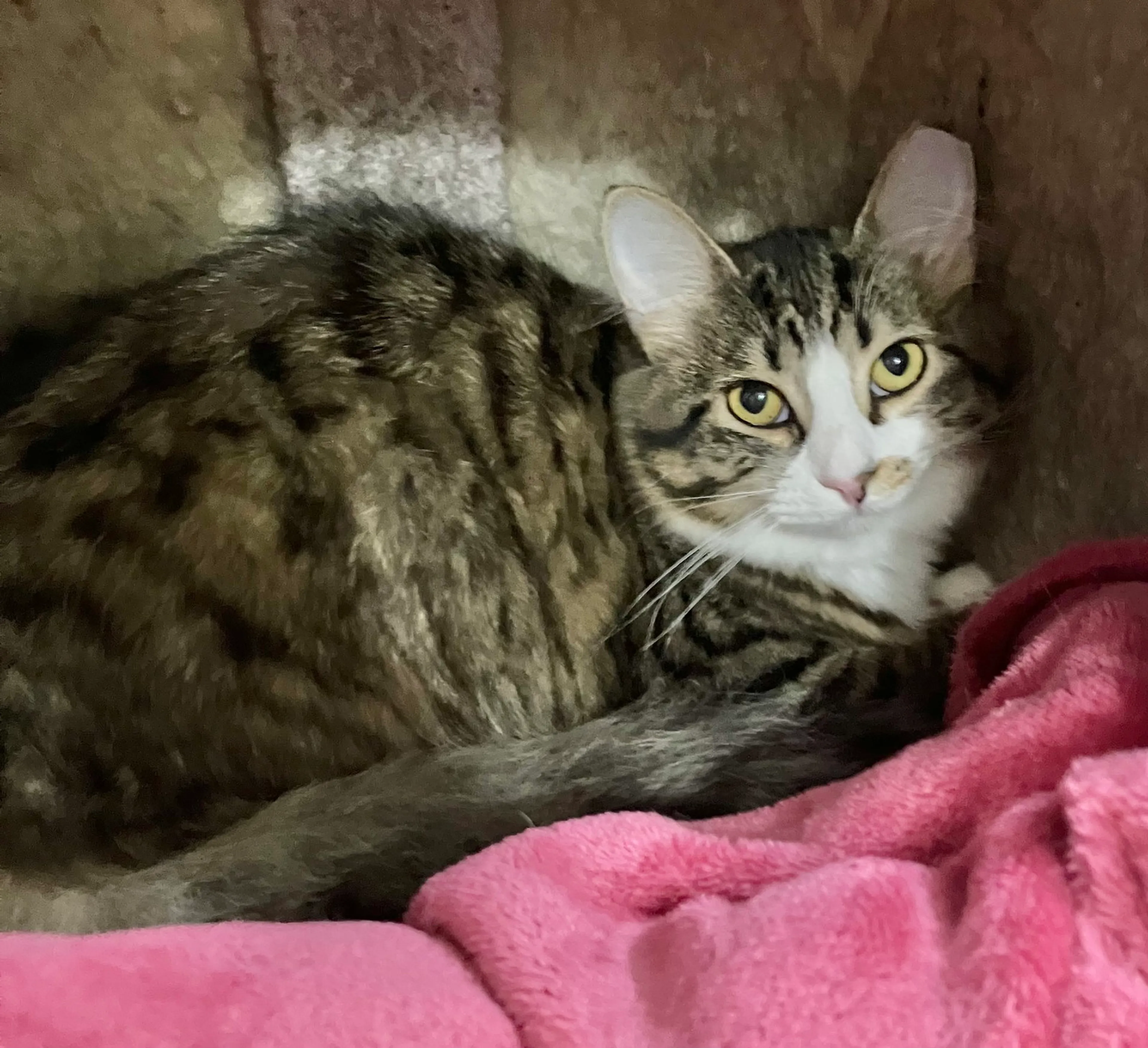 Found pet-1