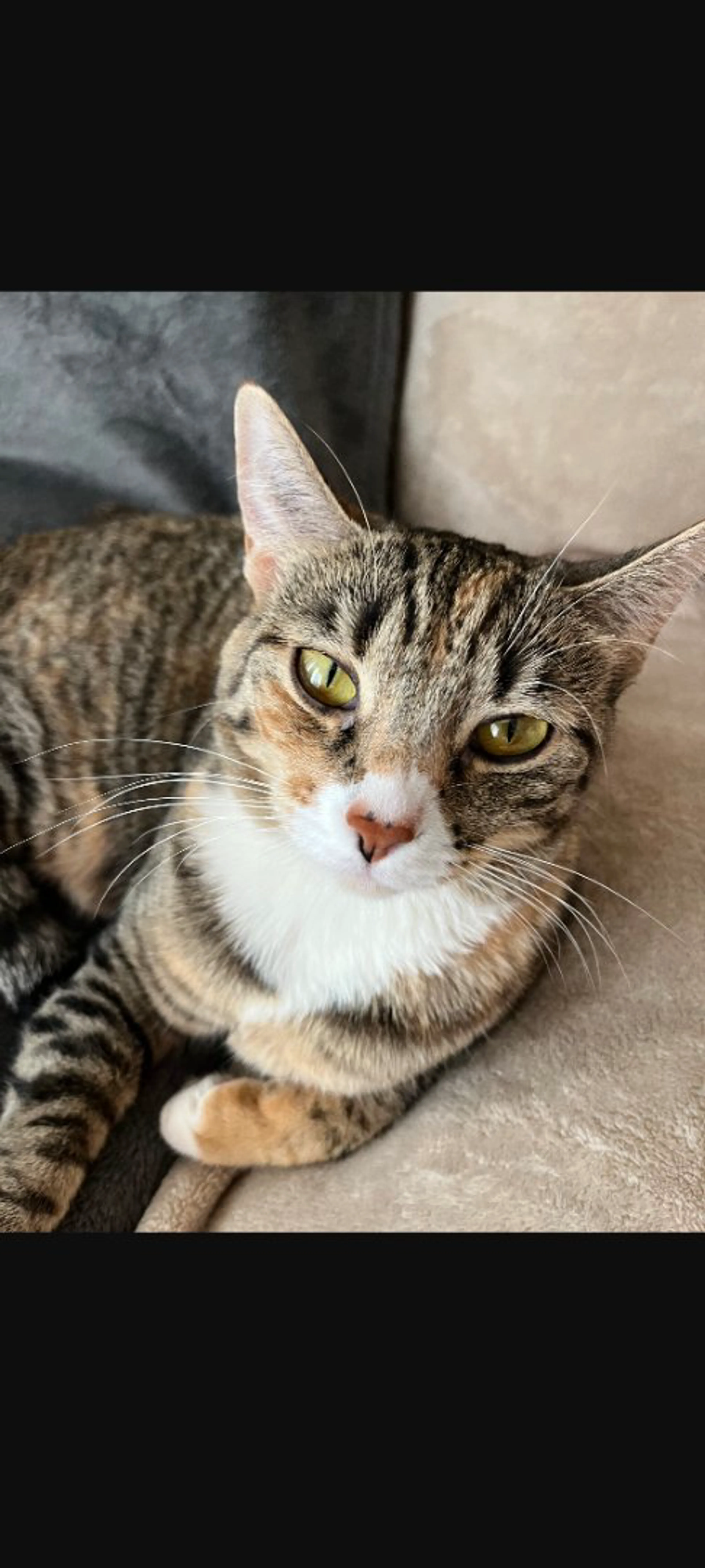 Lost pet