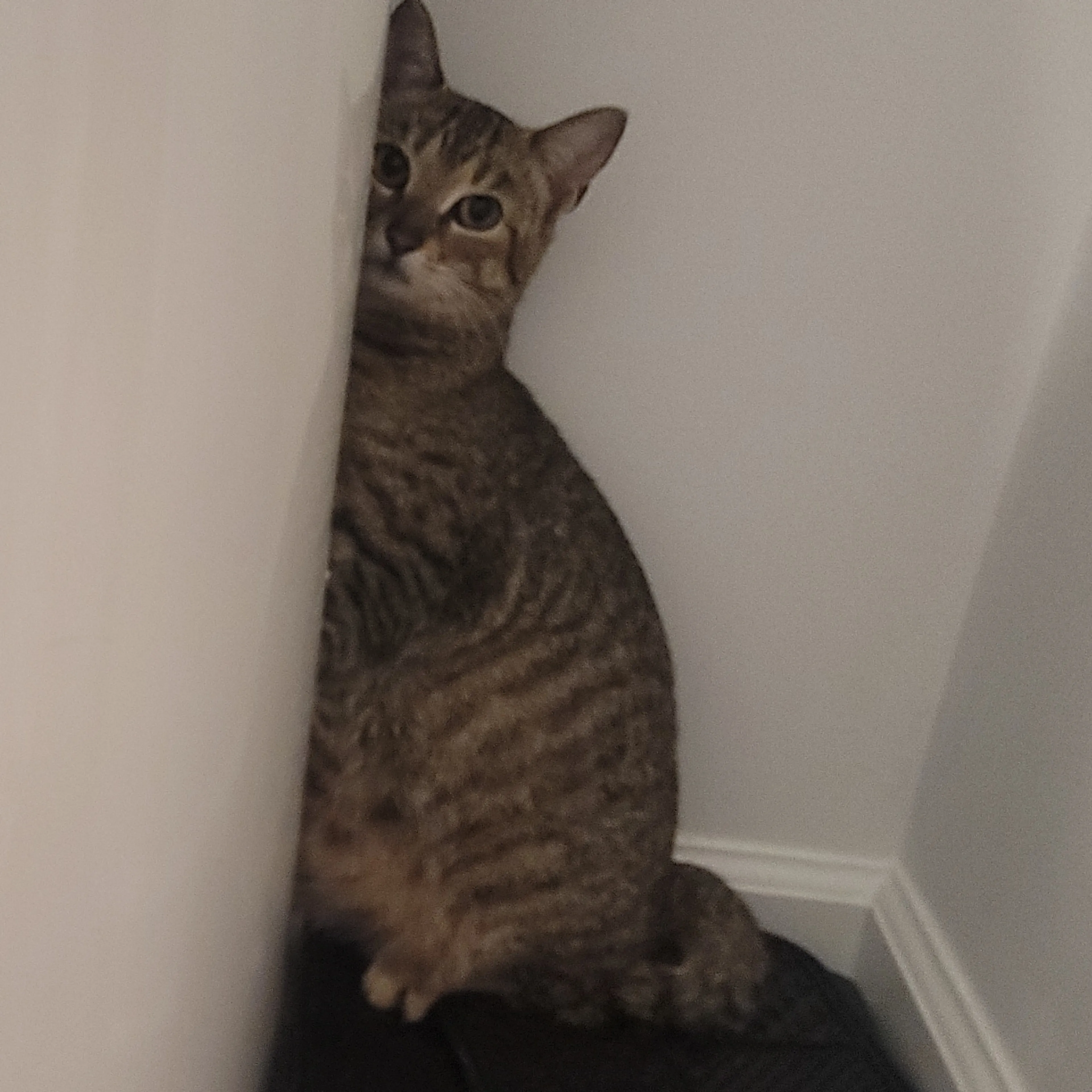 Found pet-2