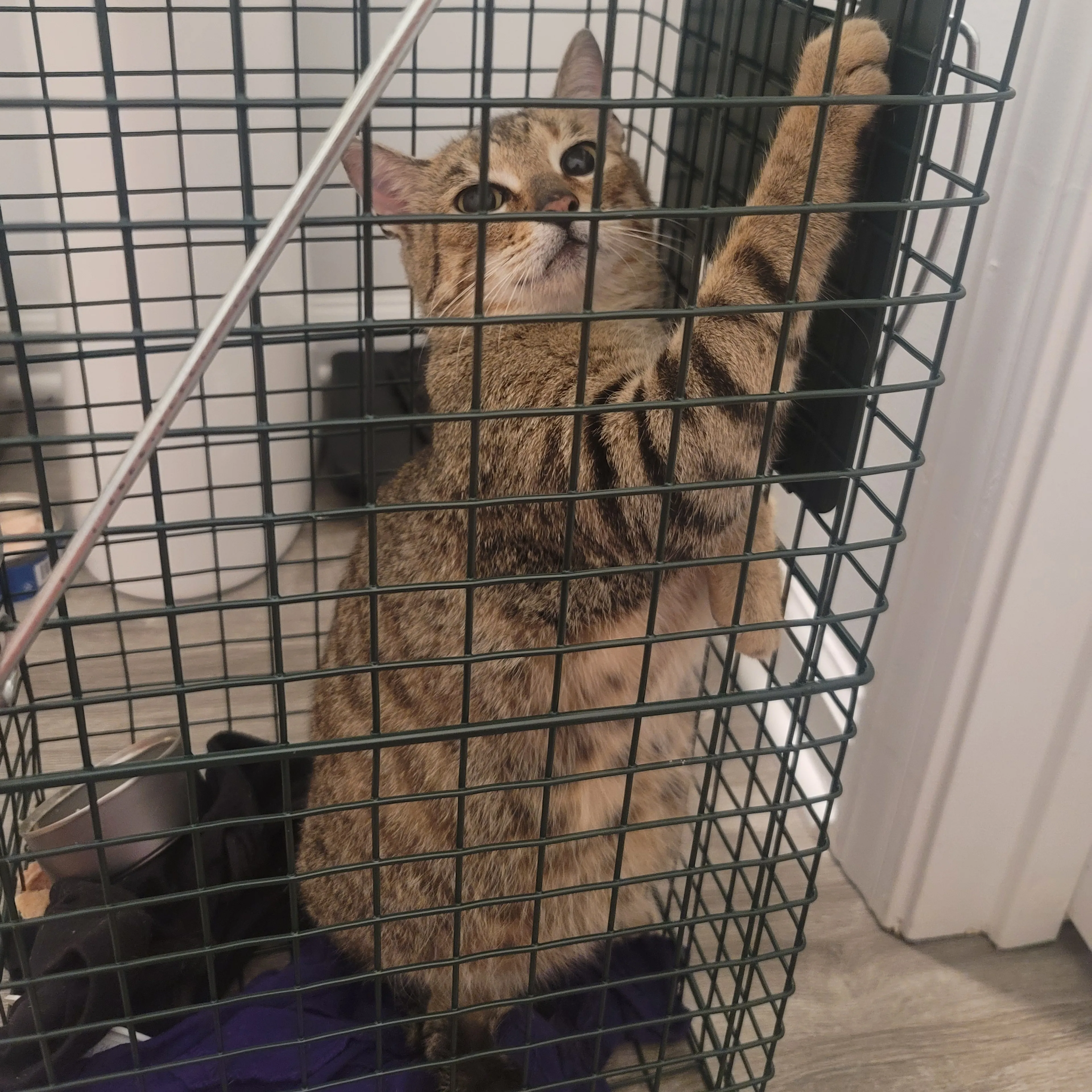 Found pet-1