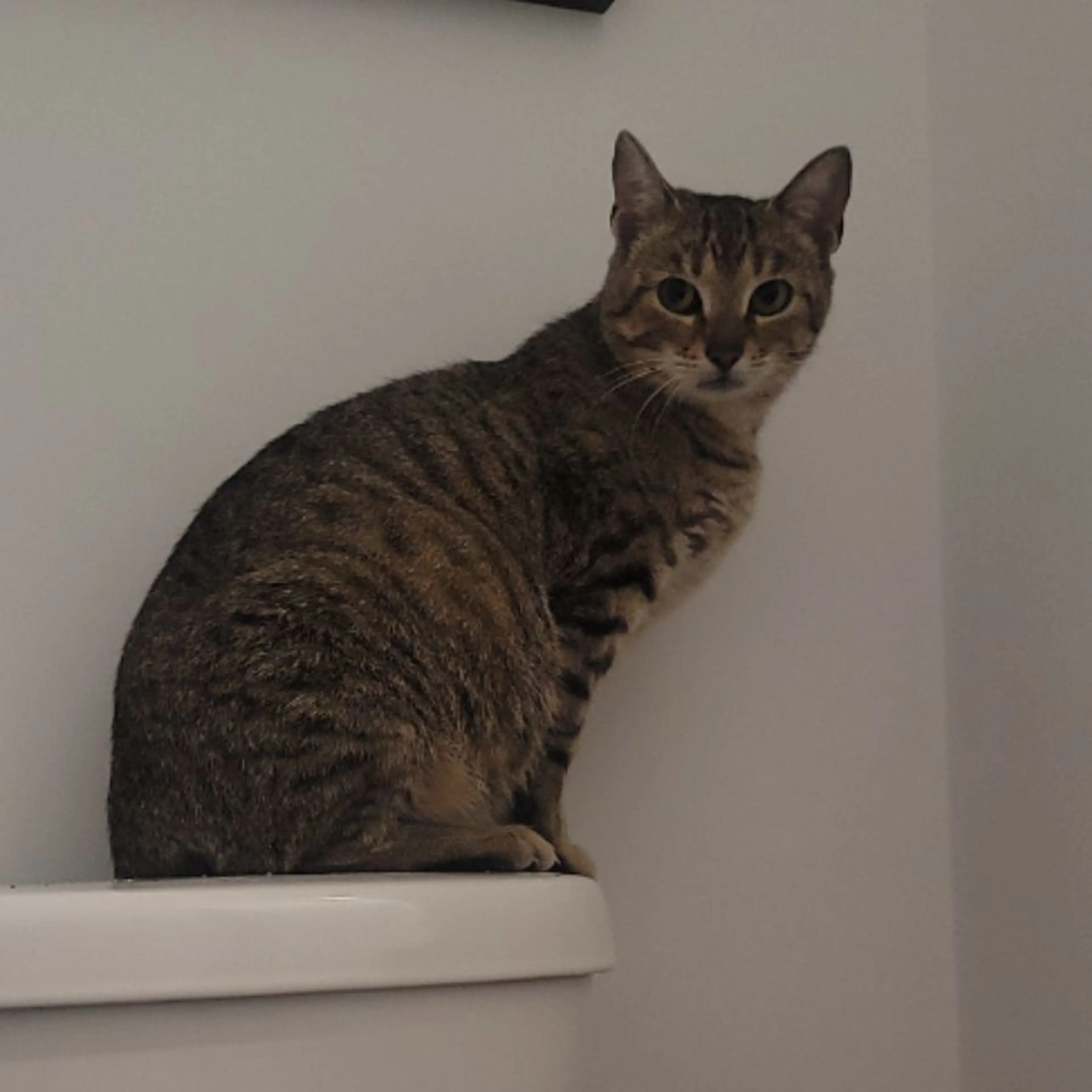 Found pet-0