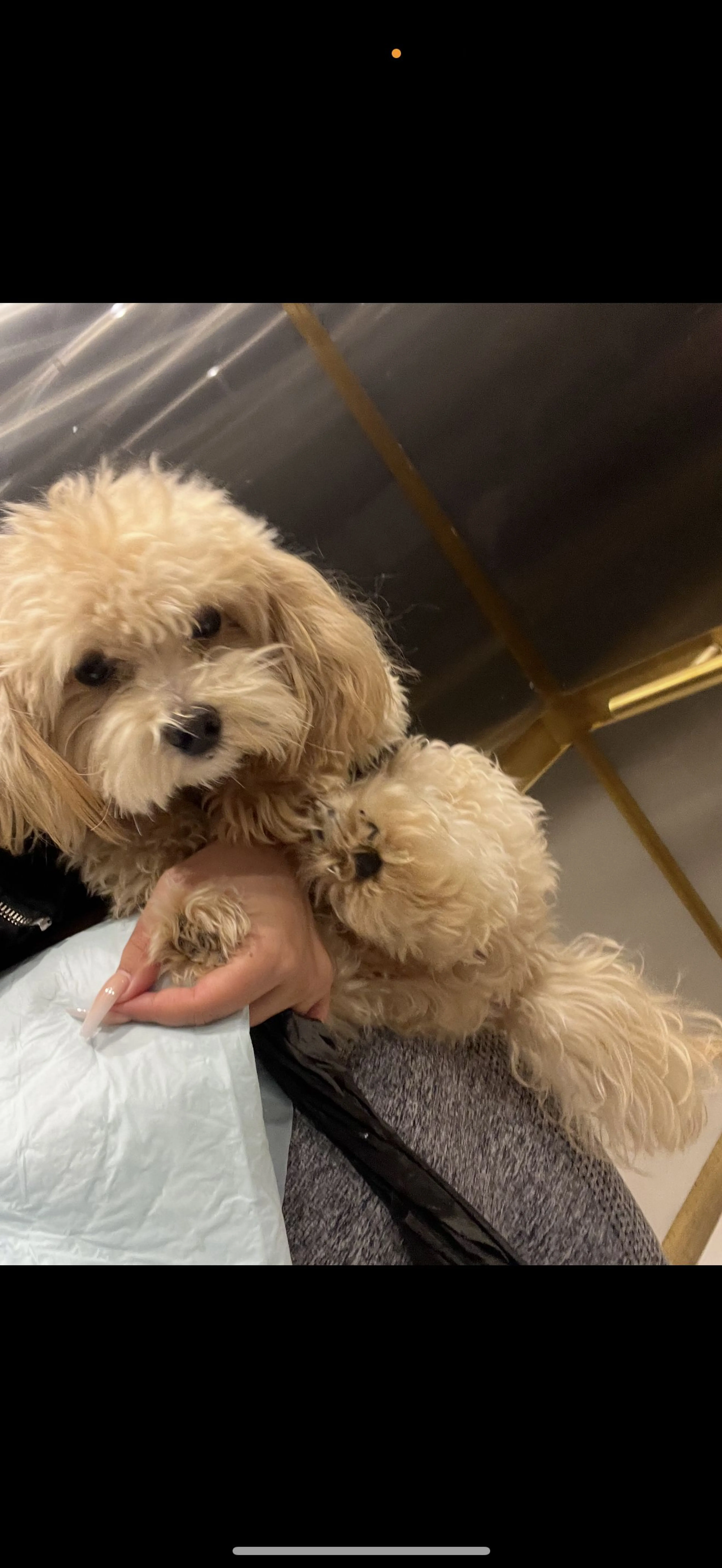 Lost pet-0