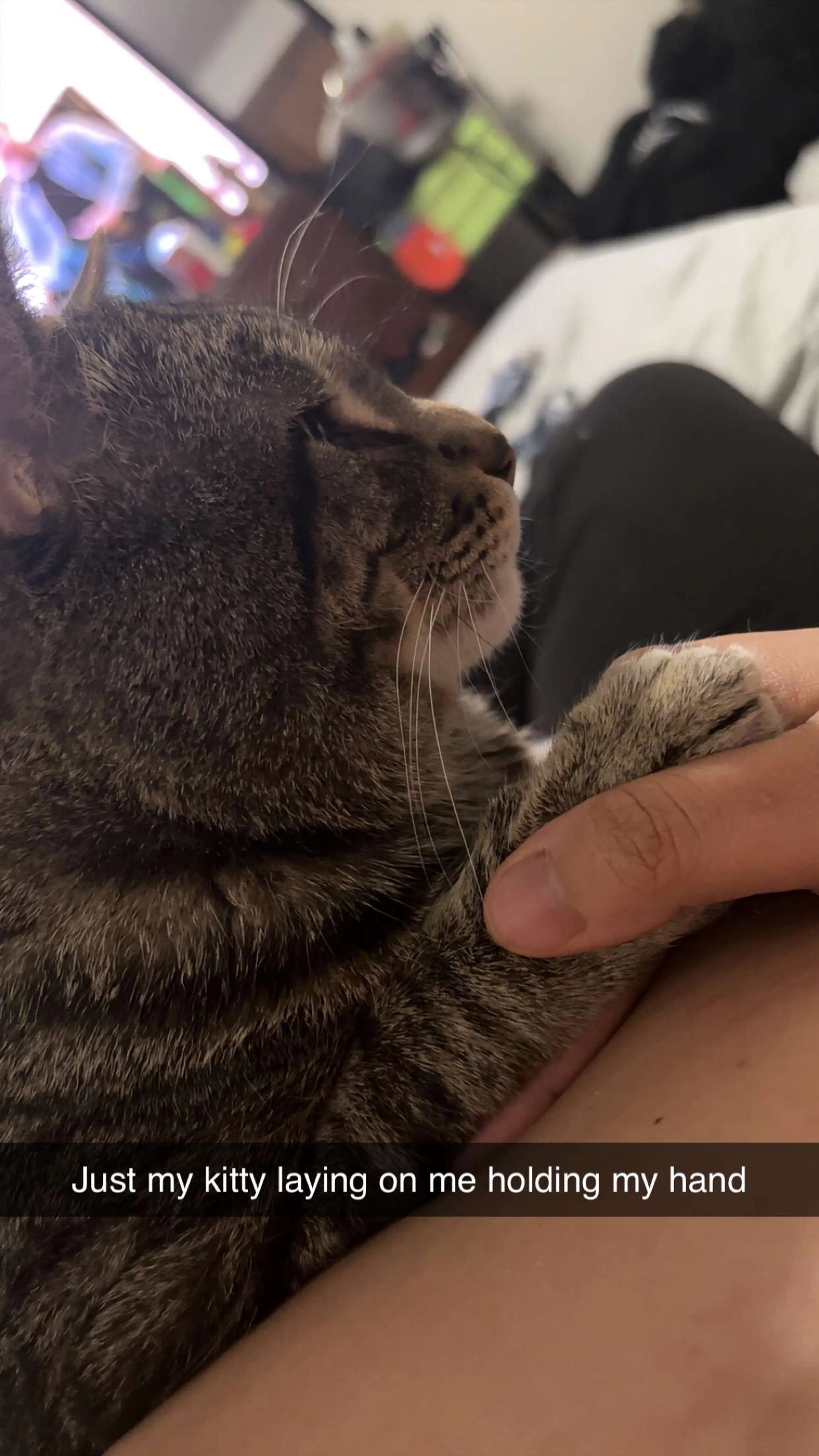 Lost pet-2