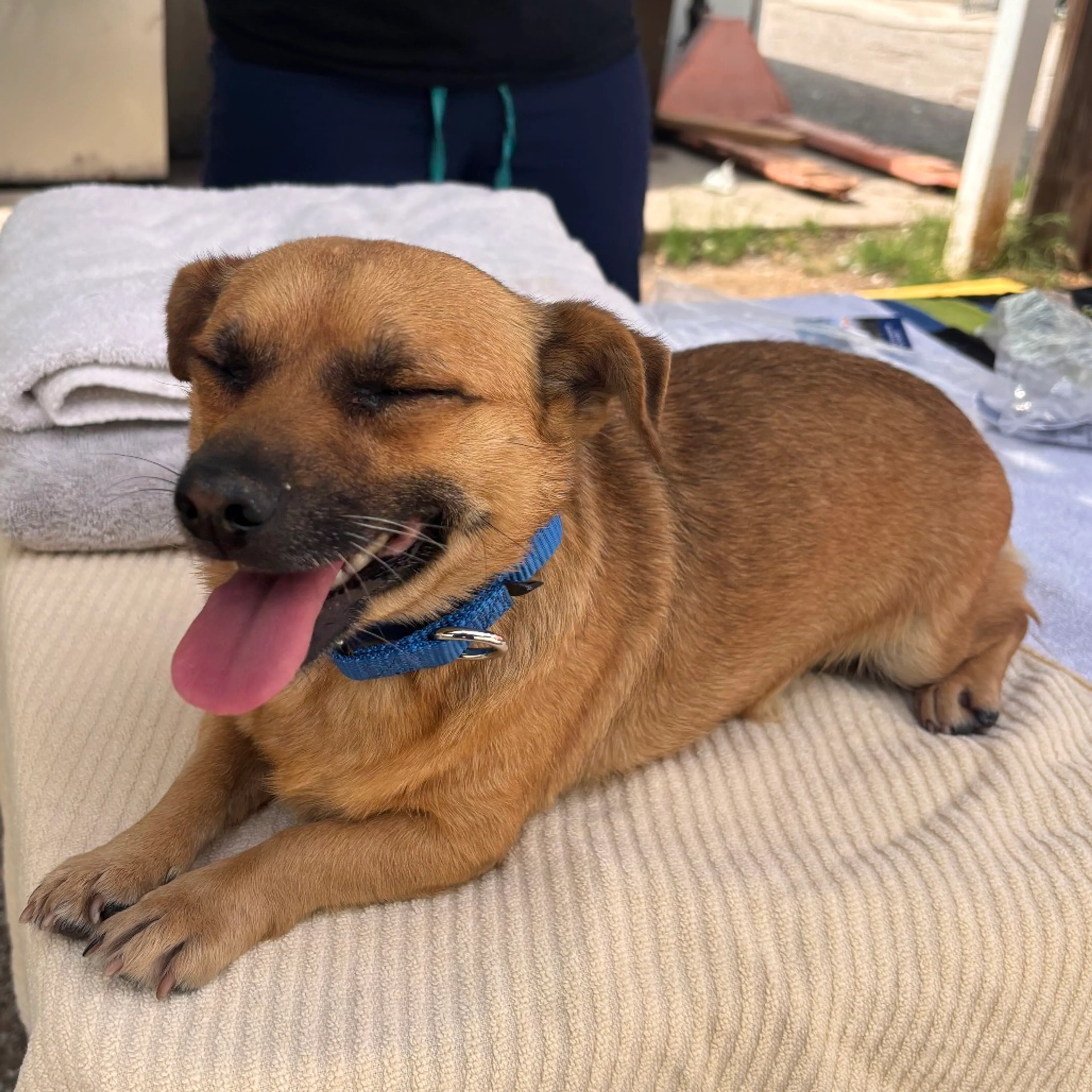 Found pet
