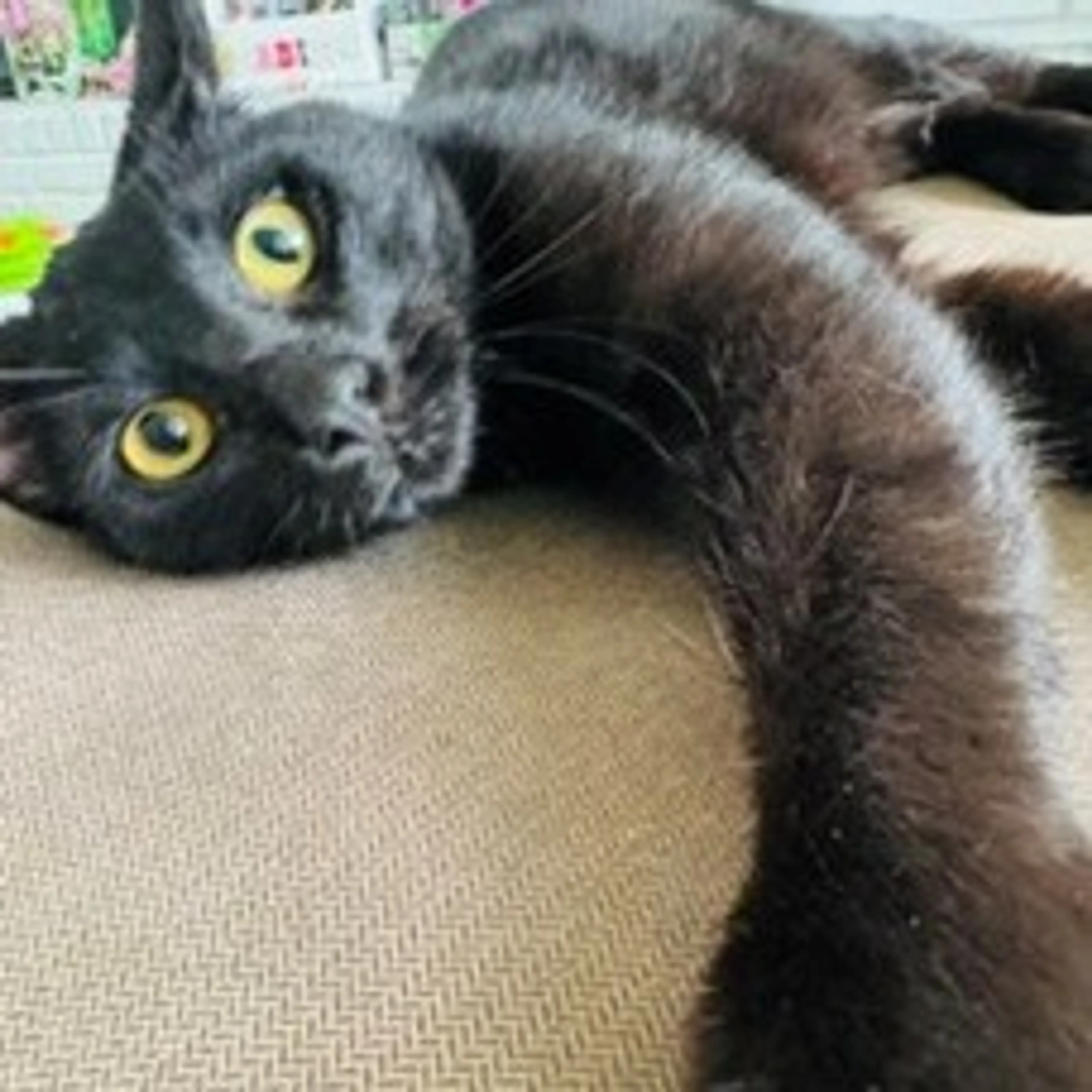 Found pet-0