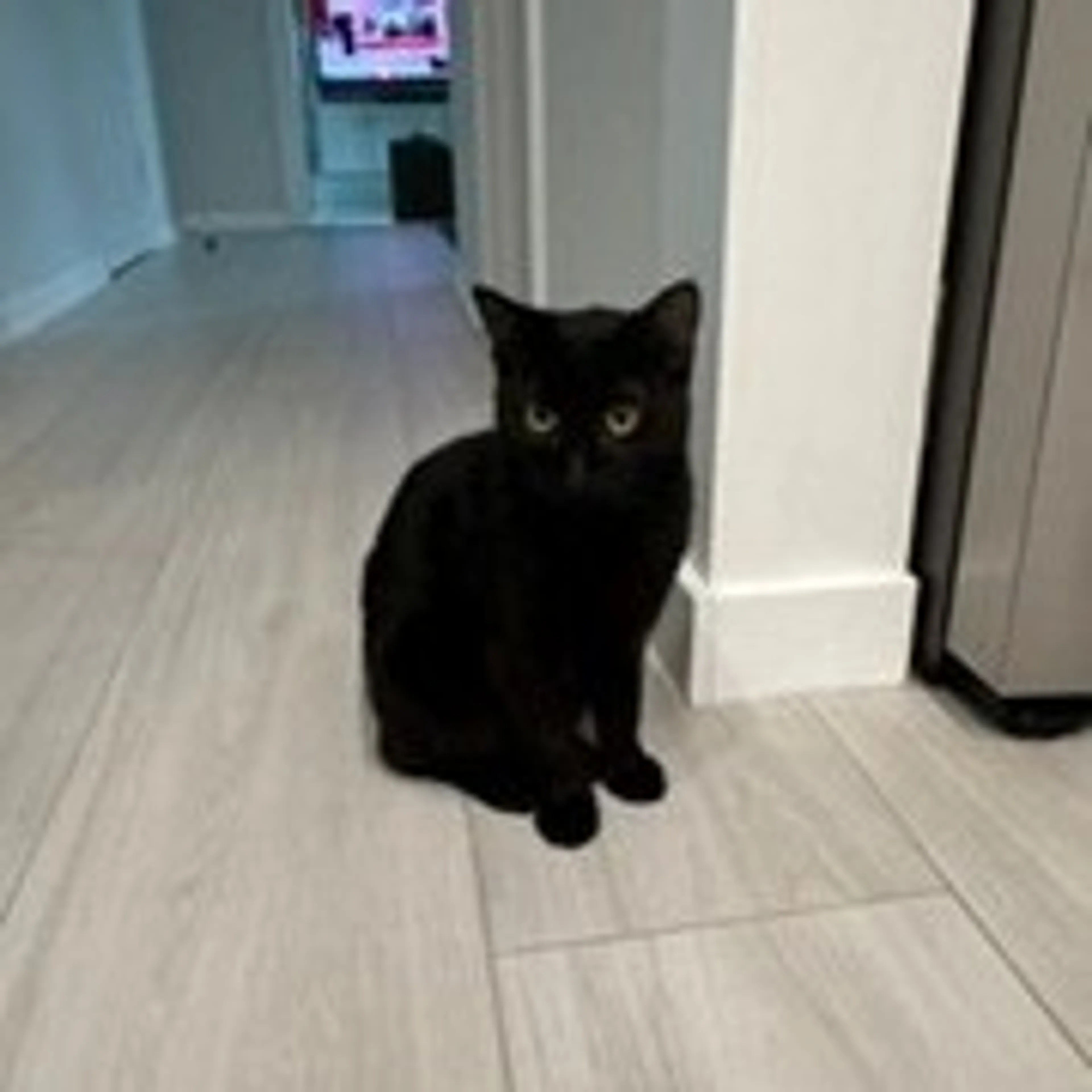 Found pet-3