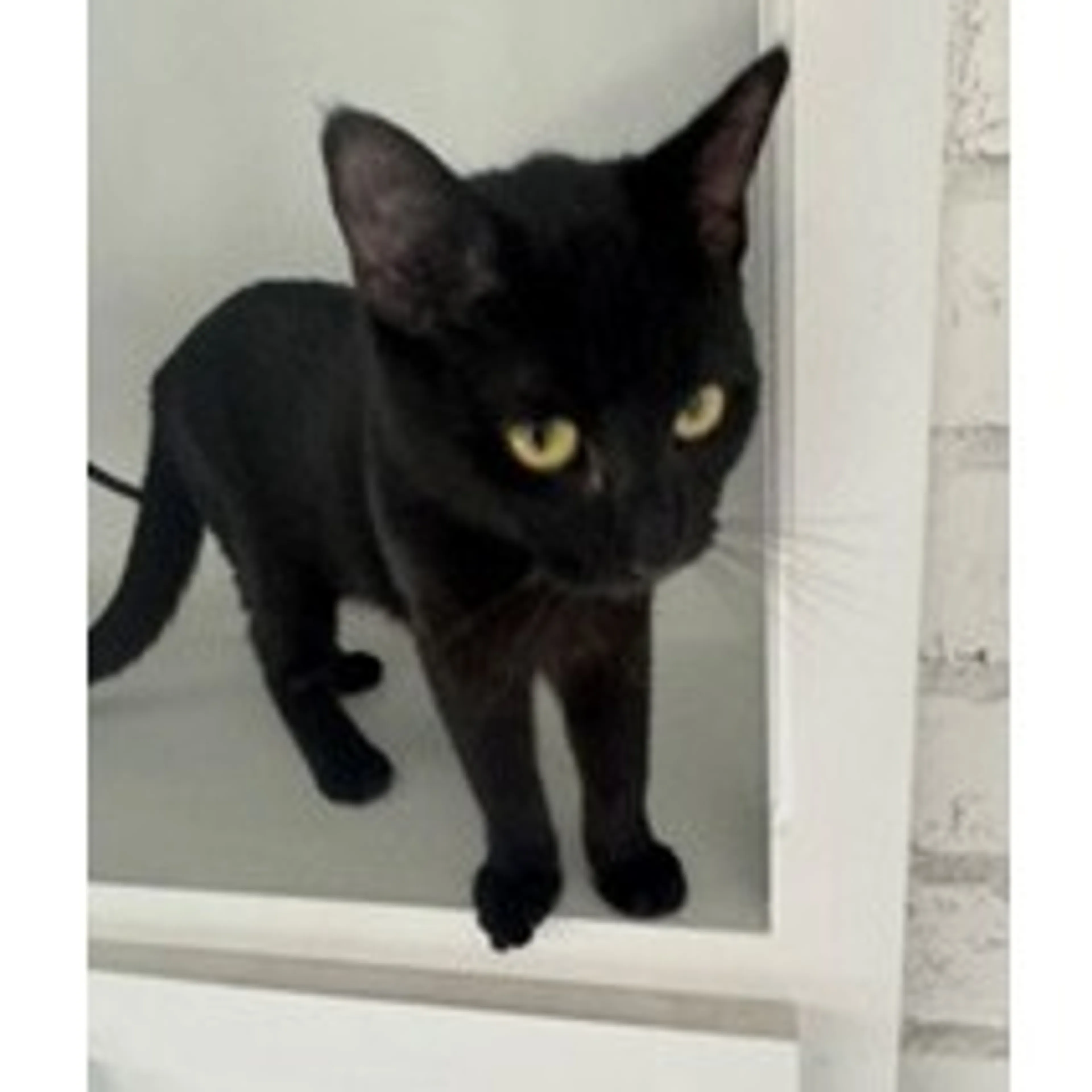 Found pet-4