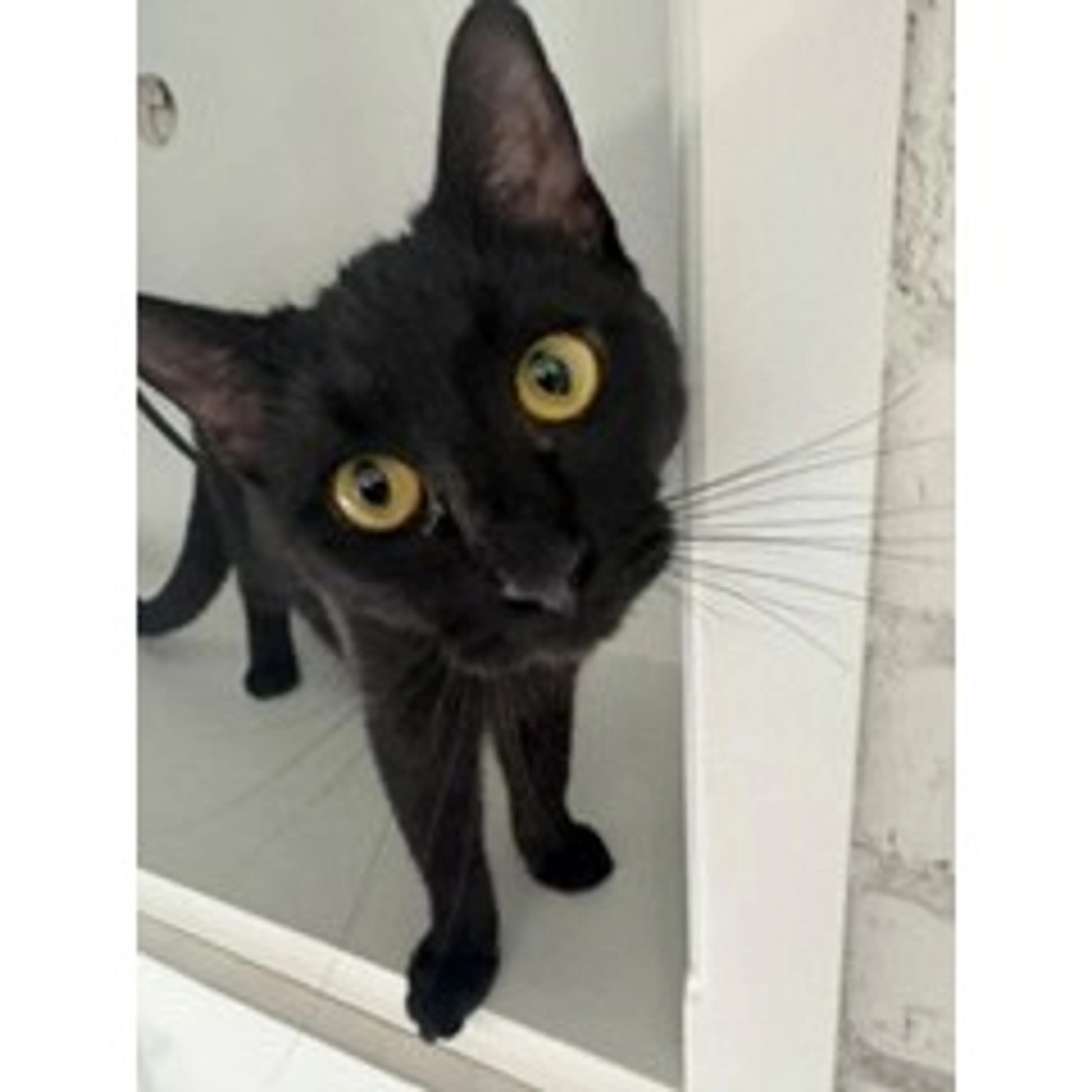 Found pet-5