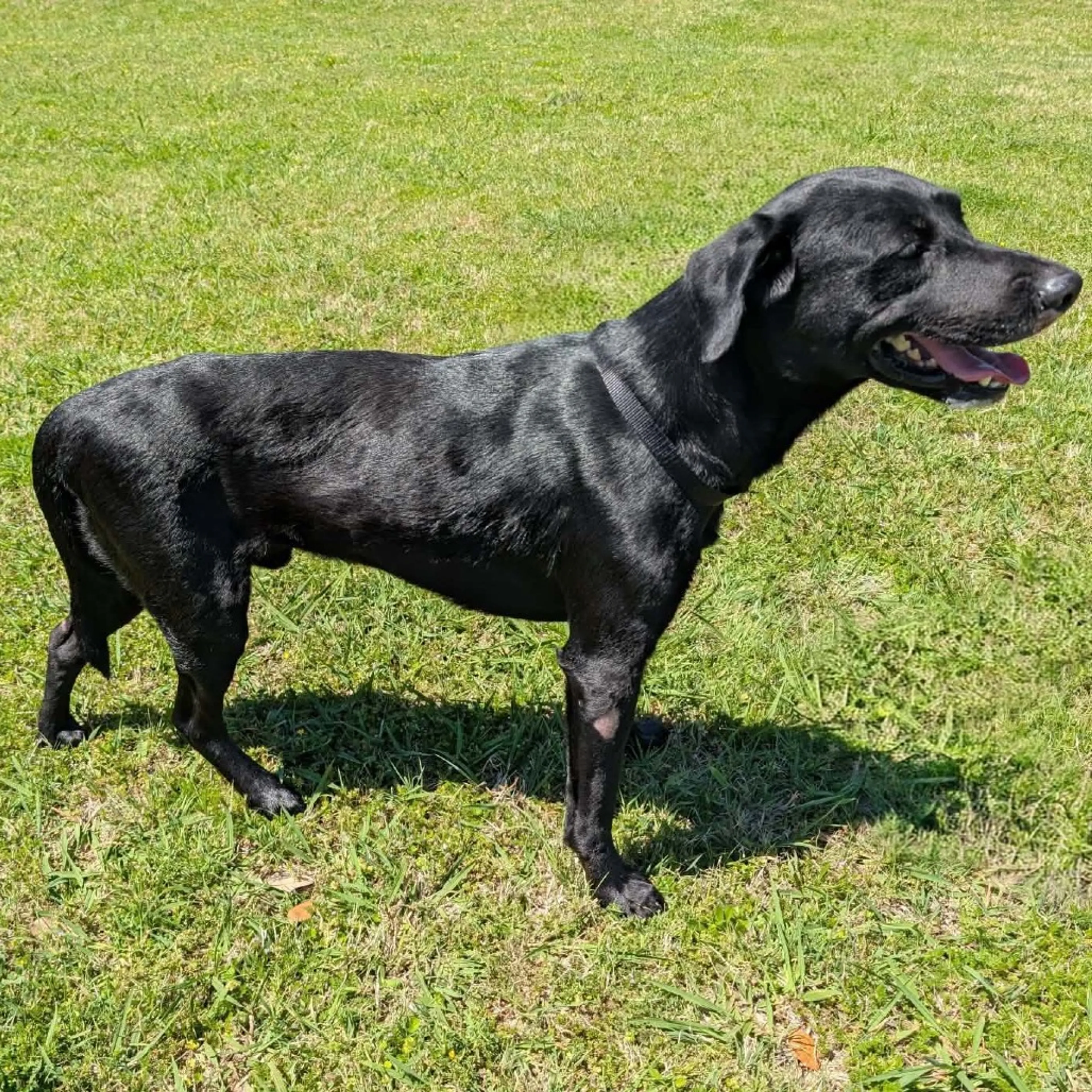 Found pet-2