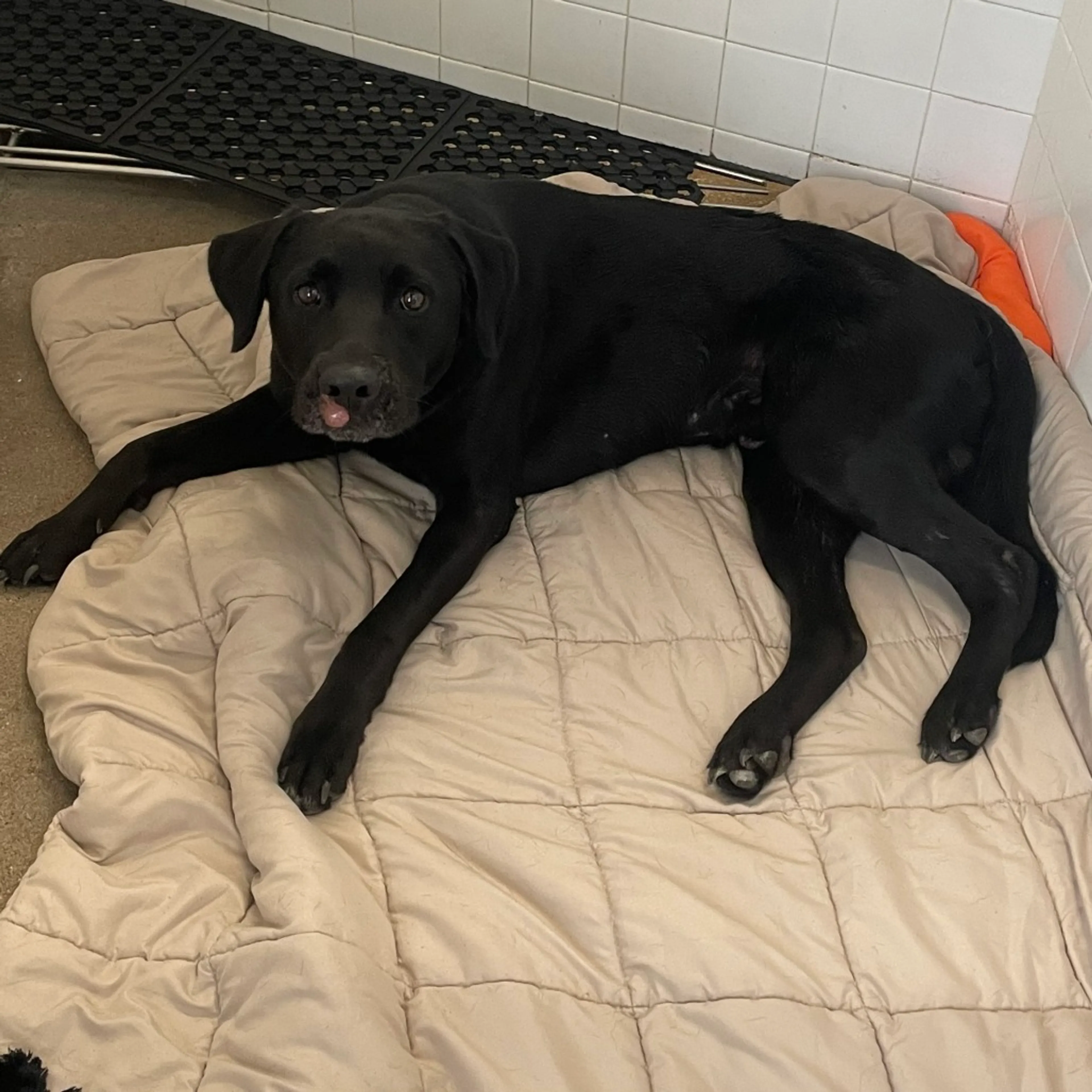 Found pet-1