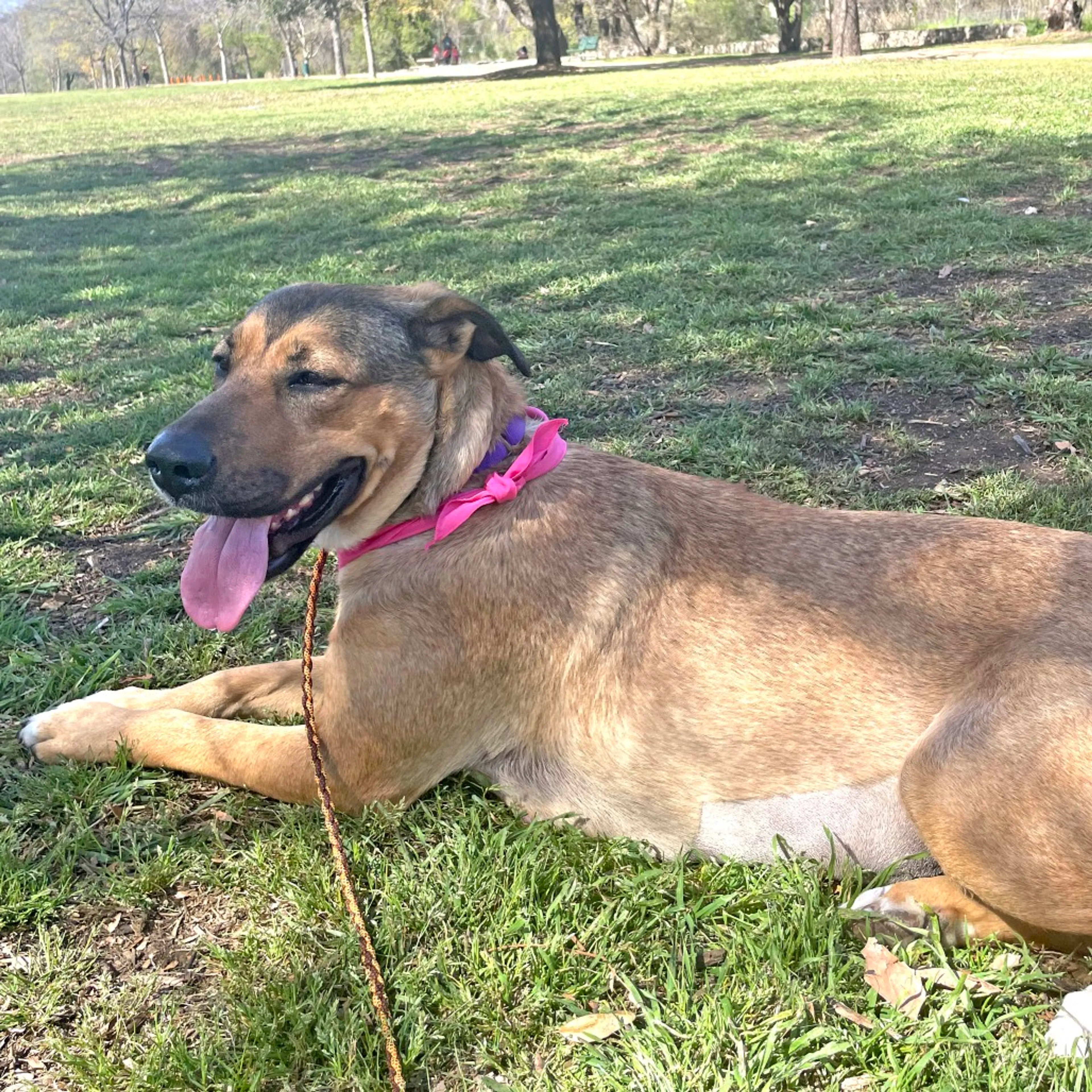 Found pet-6