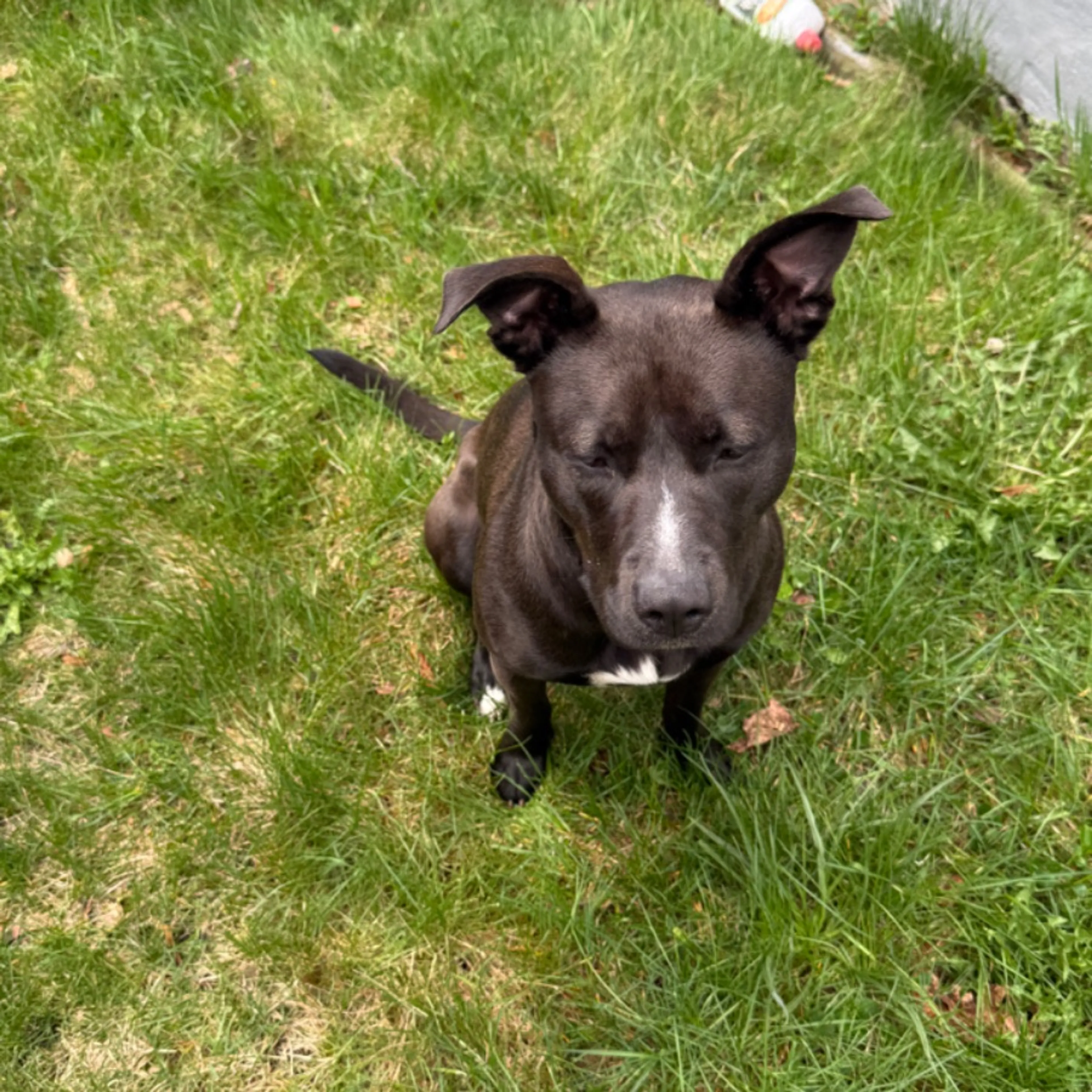 Found pet