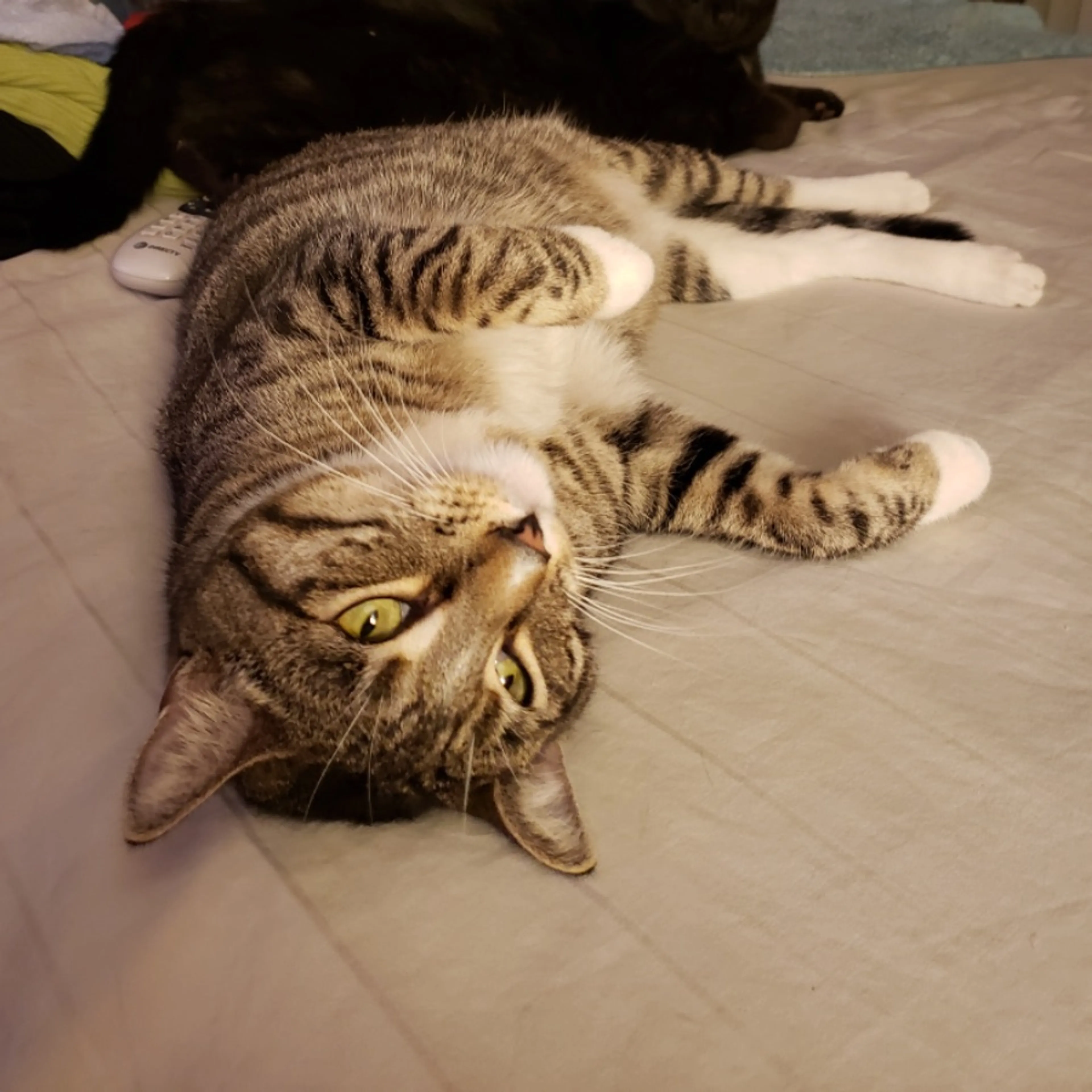 Lost pet
