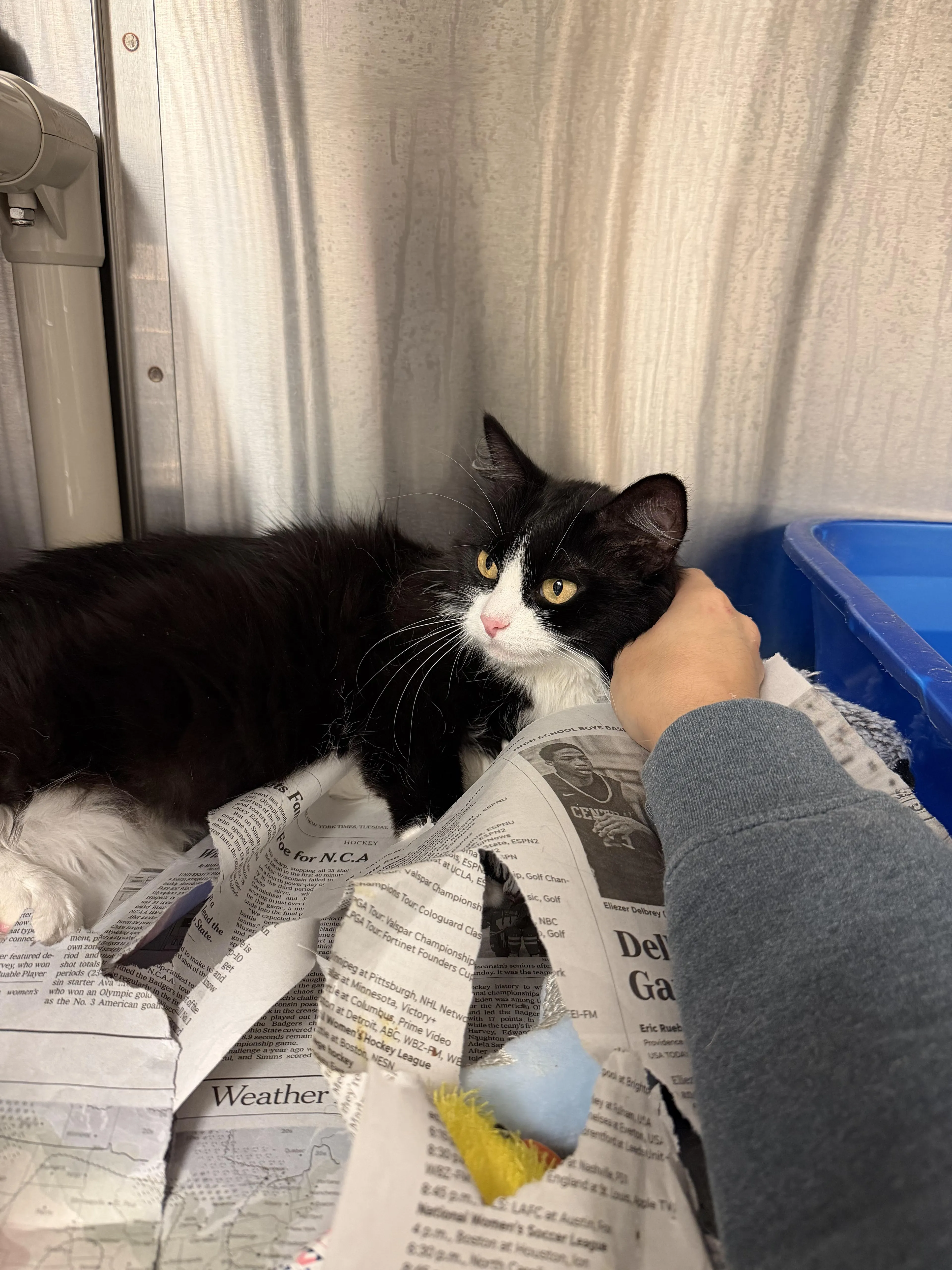 Found pet-1
