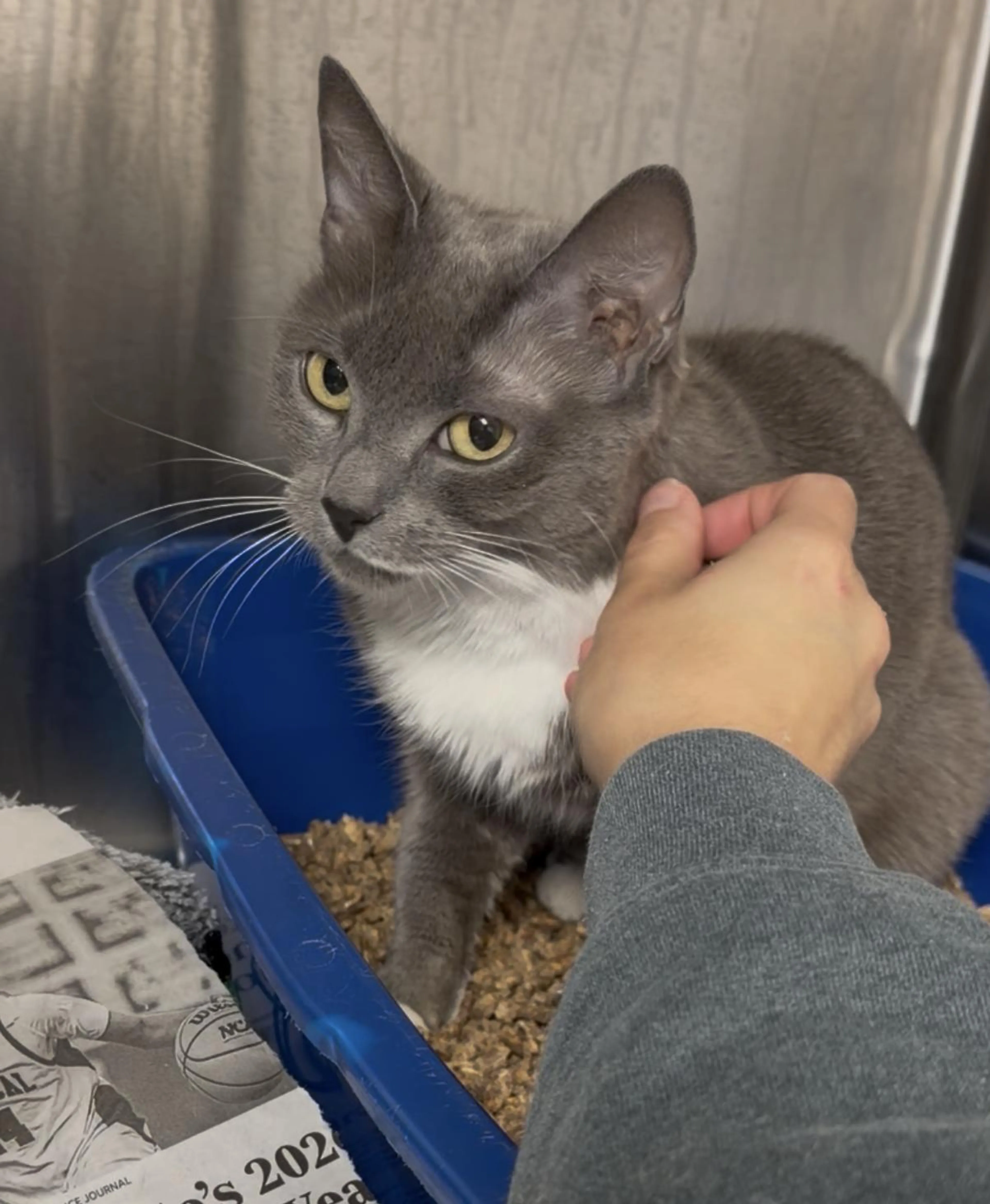Found pet-2