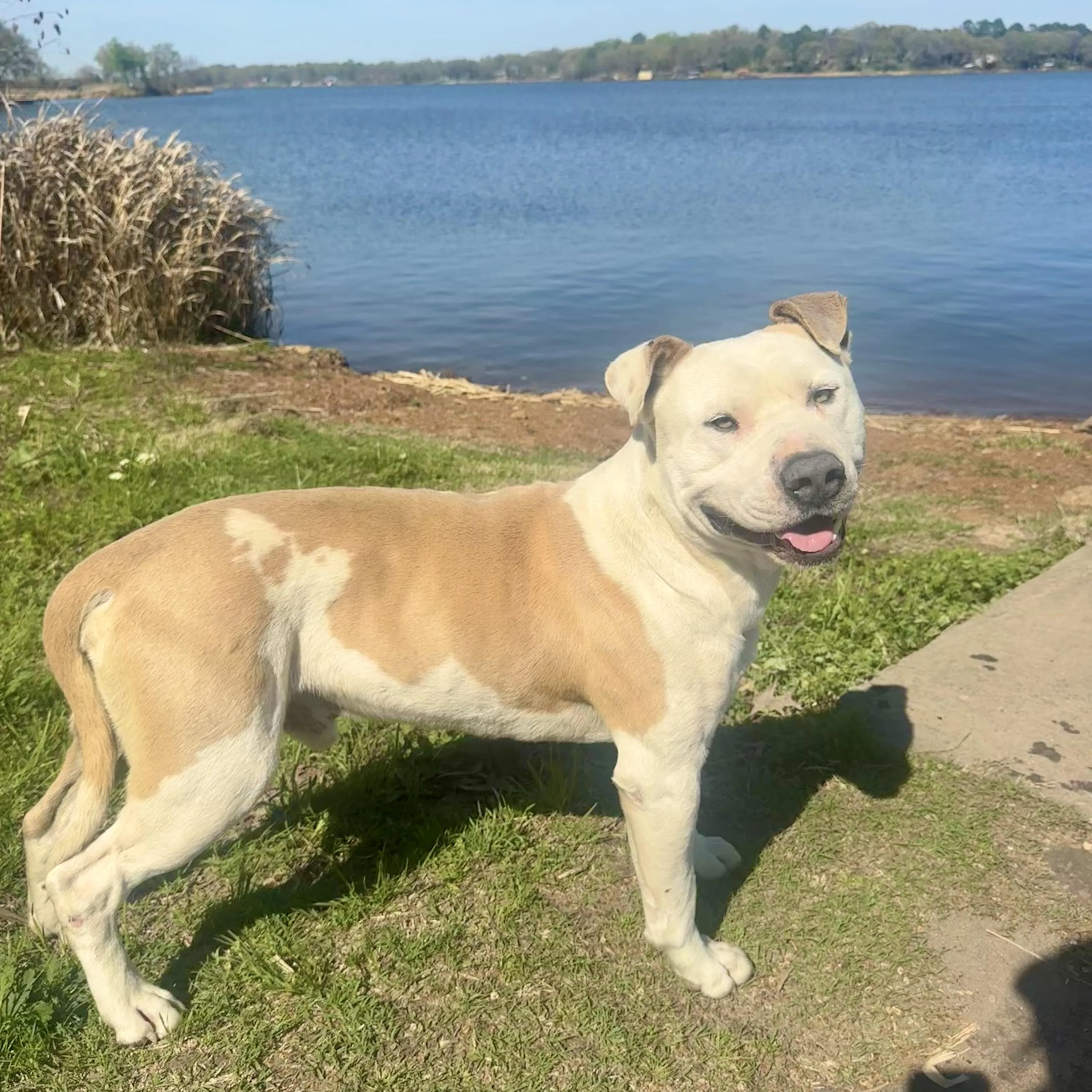 Found pet-3