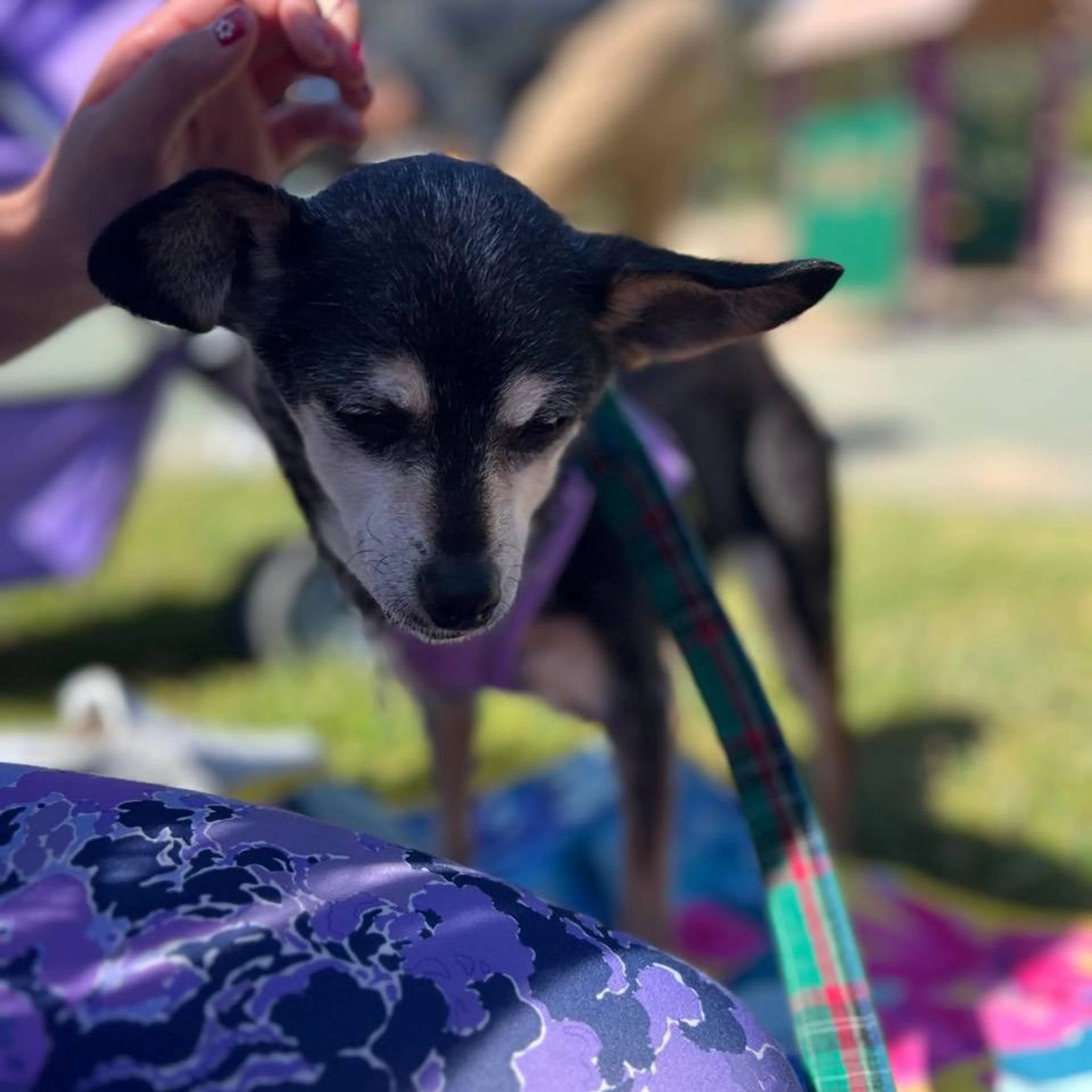 Found pet-1