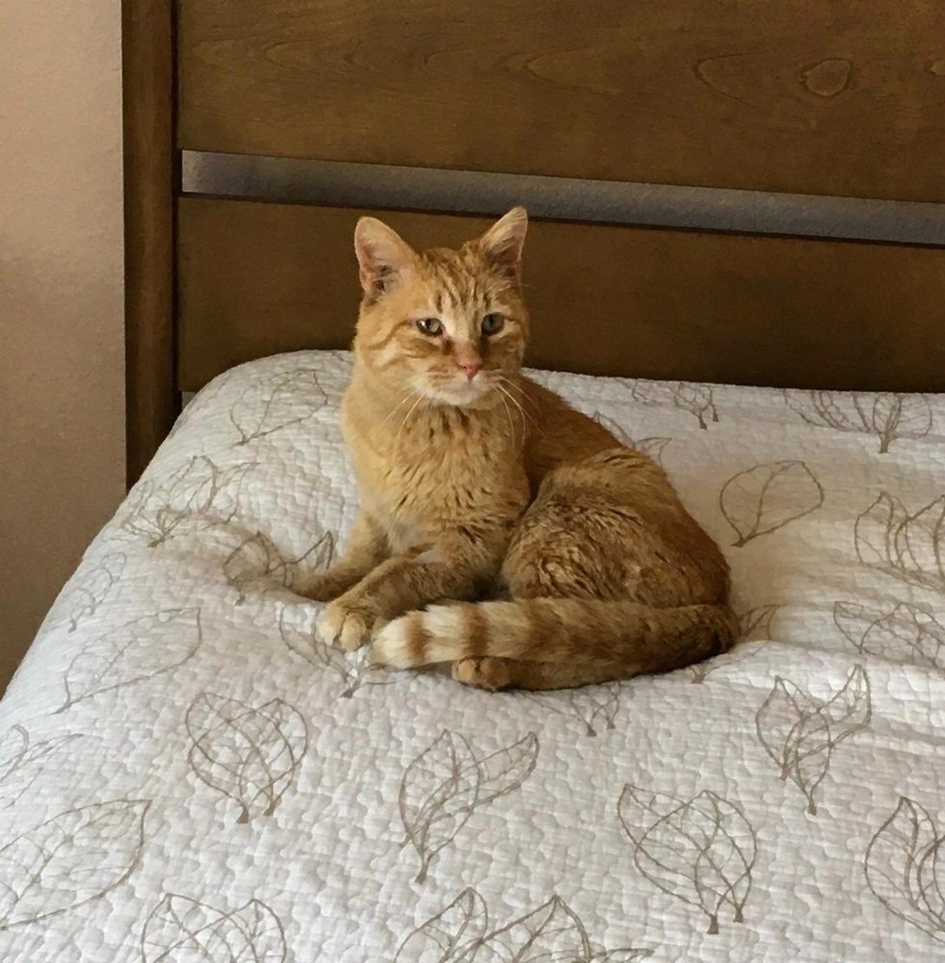 Found pet-0