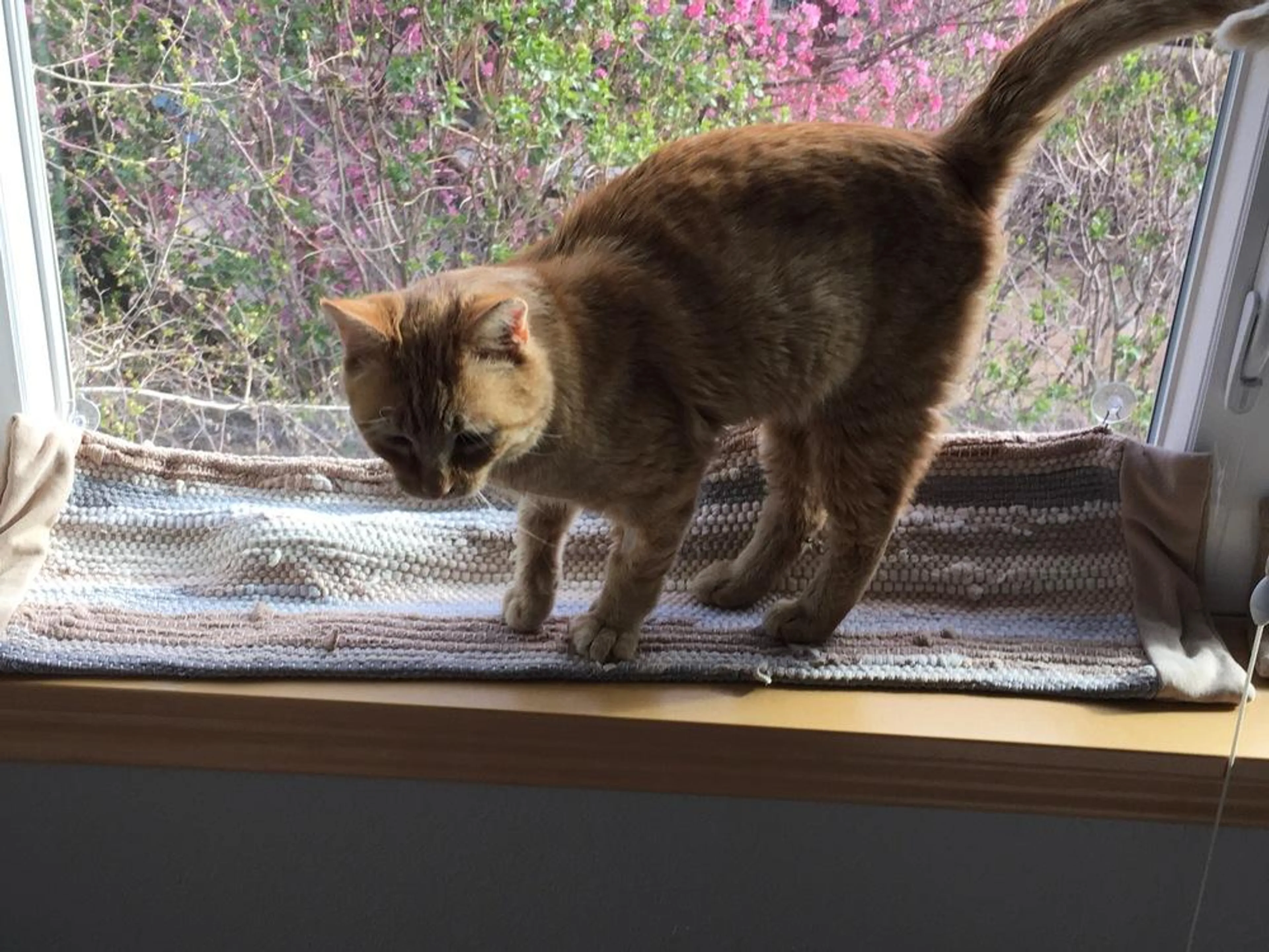 Found pet-2