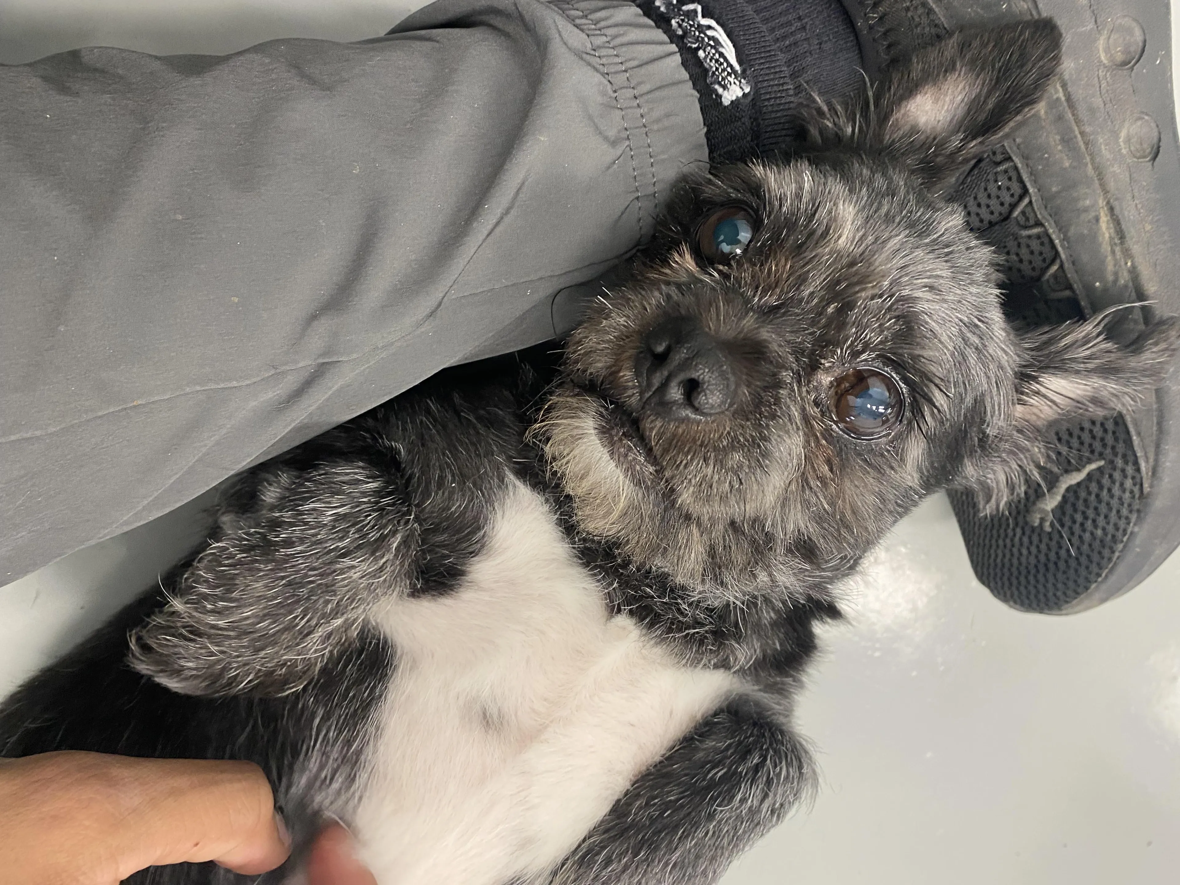 Found pet-0