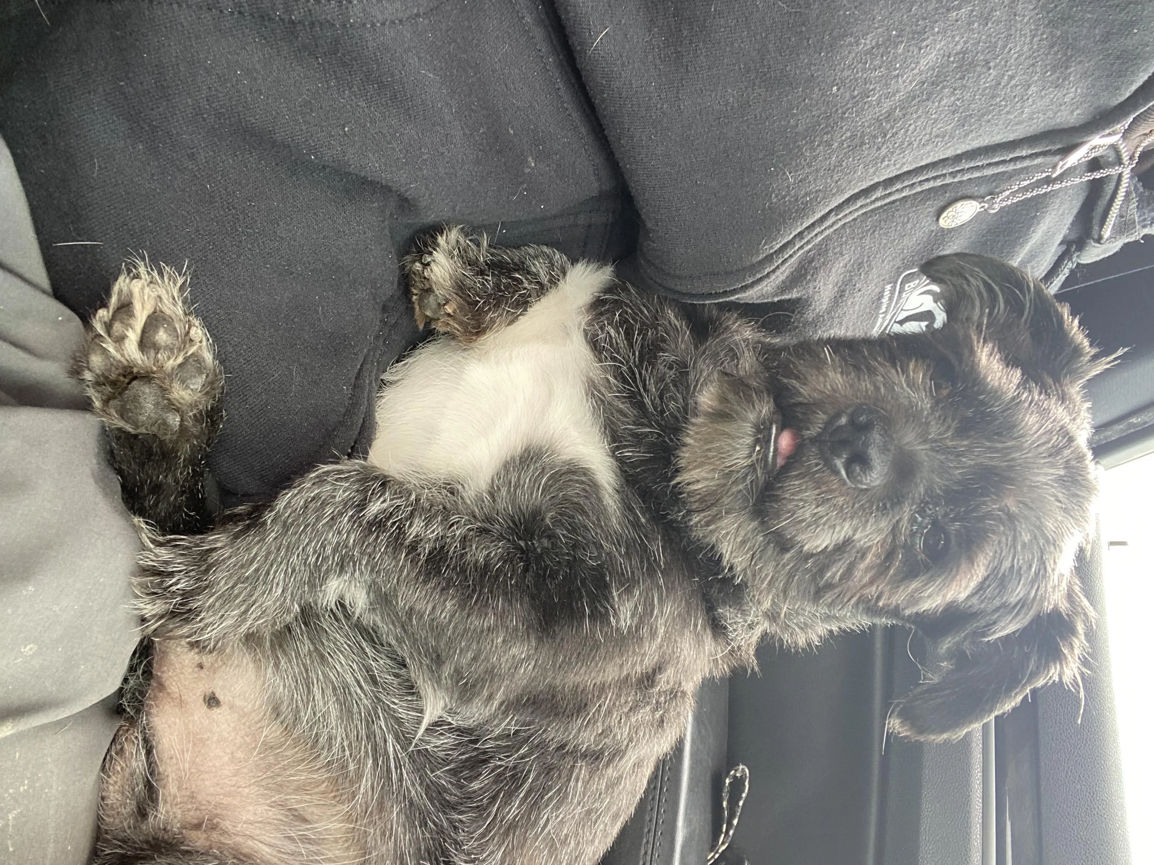 Found pet-5