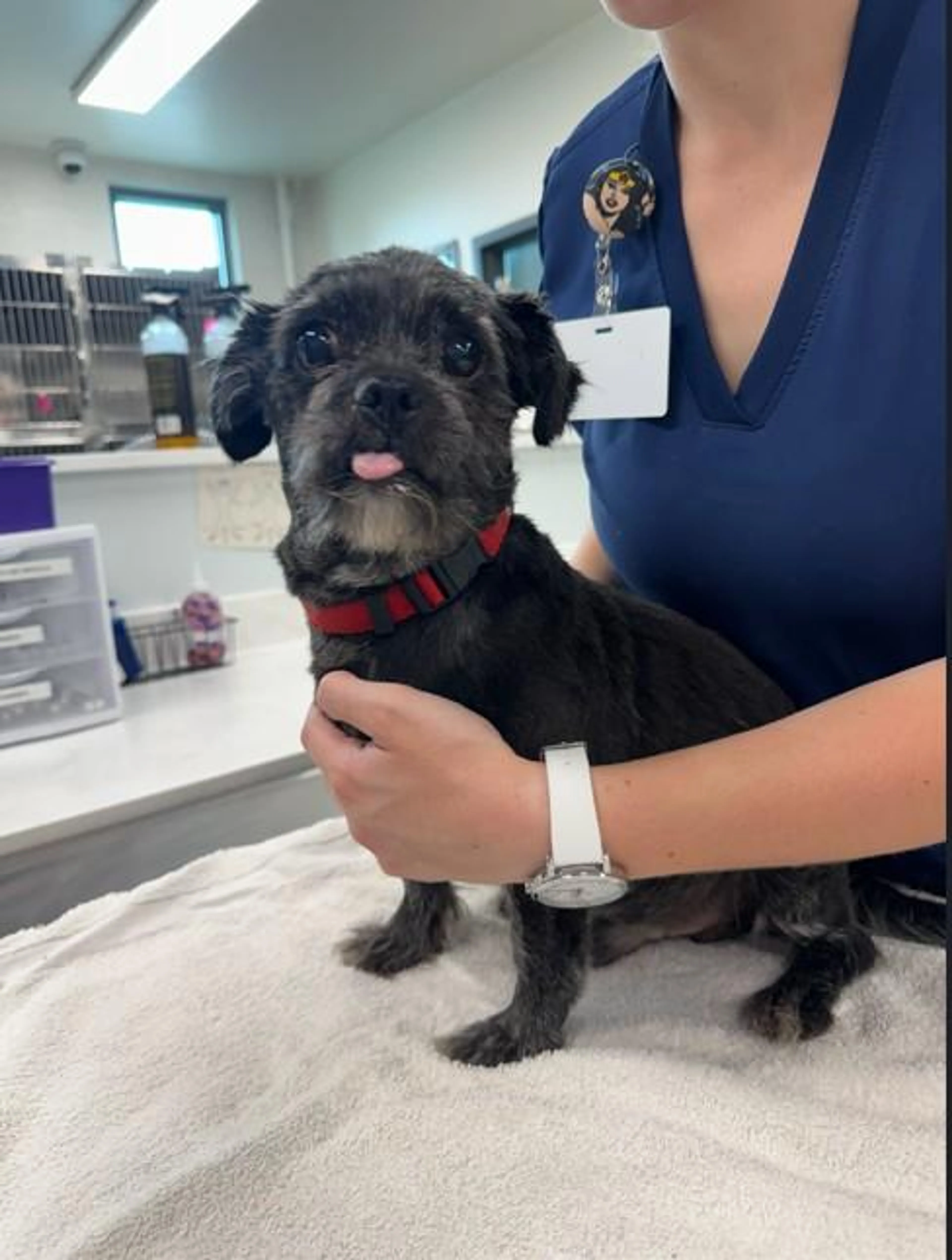Found pet-3