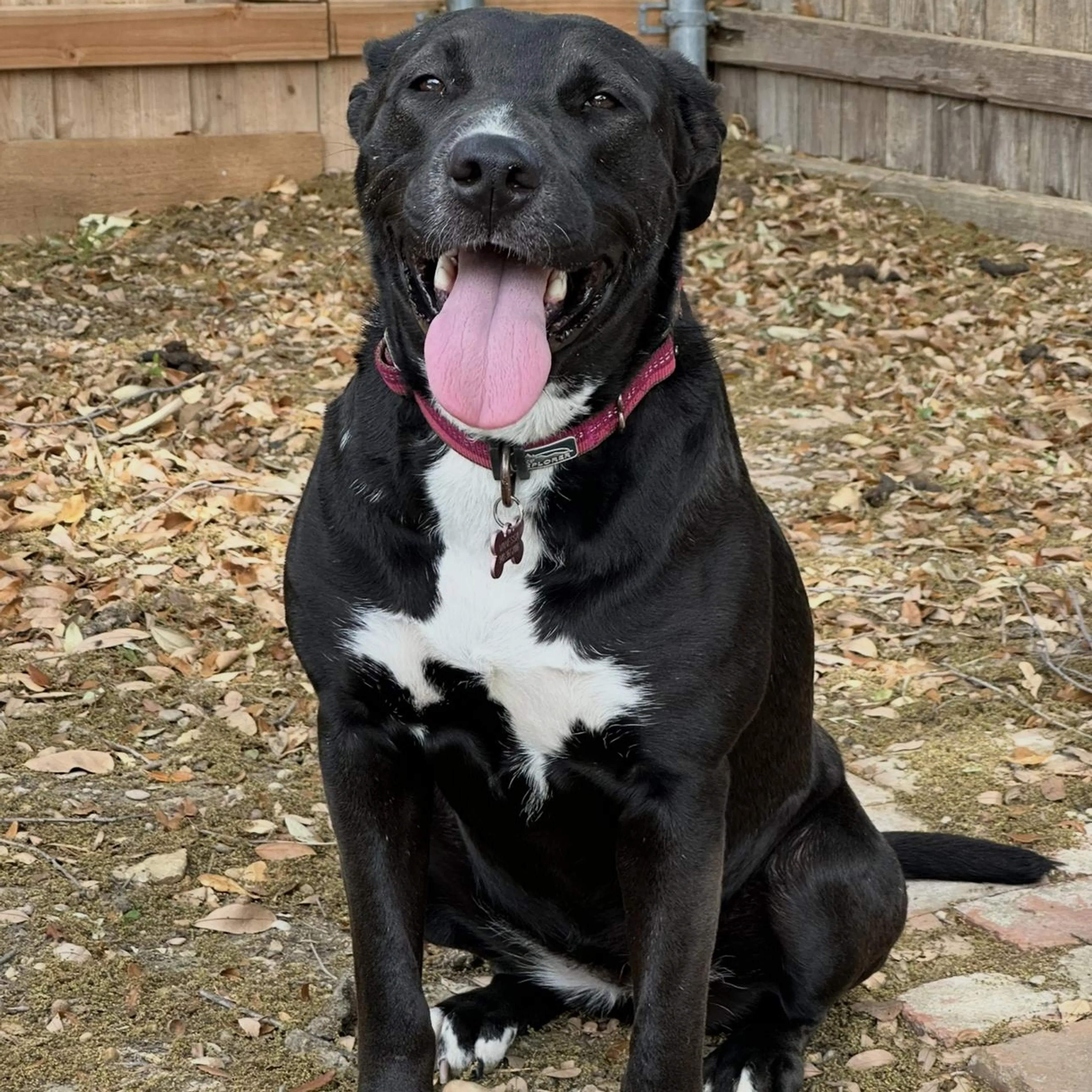 Found pet-3