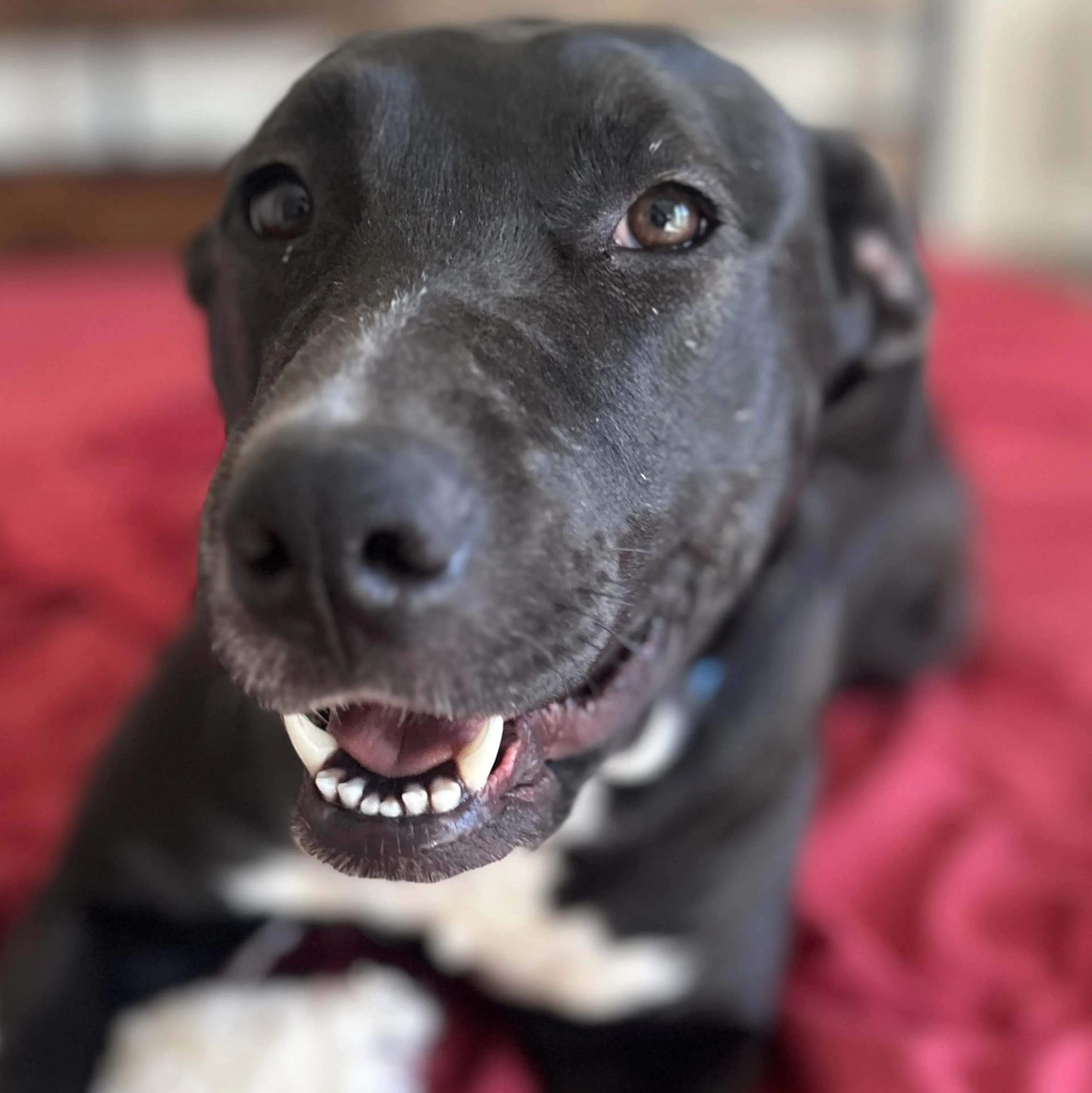 Found pet-4