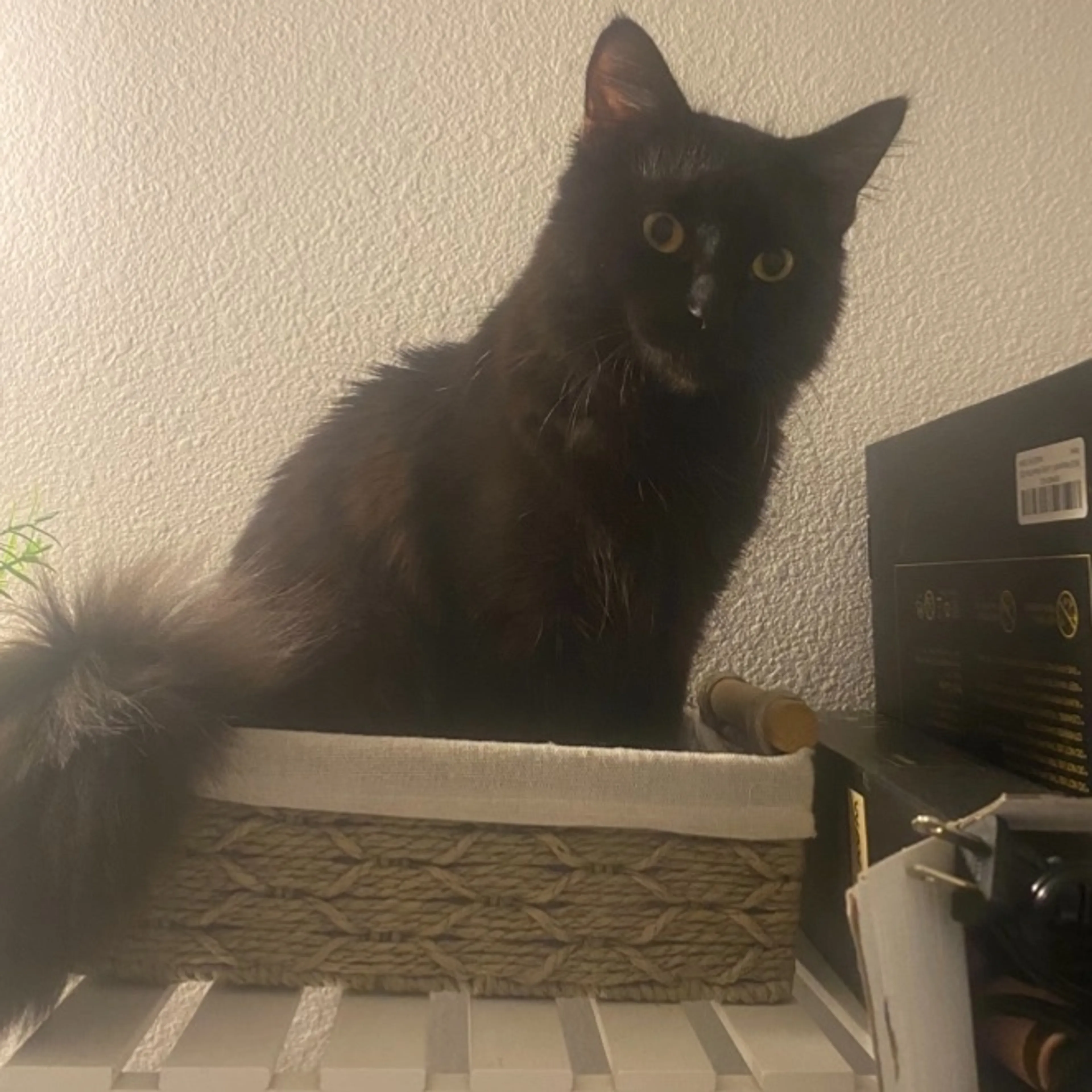 Lost pet