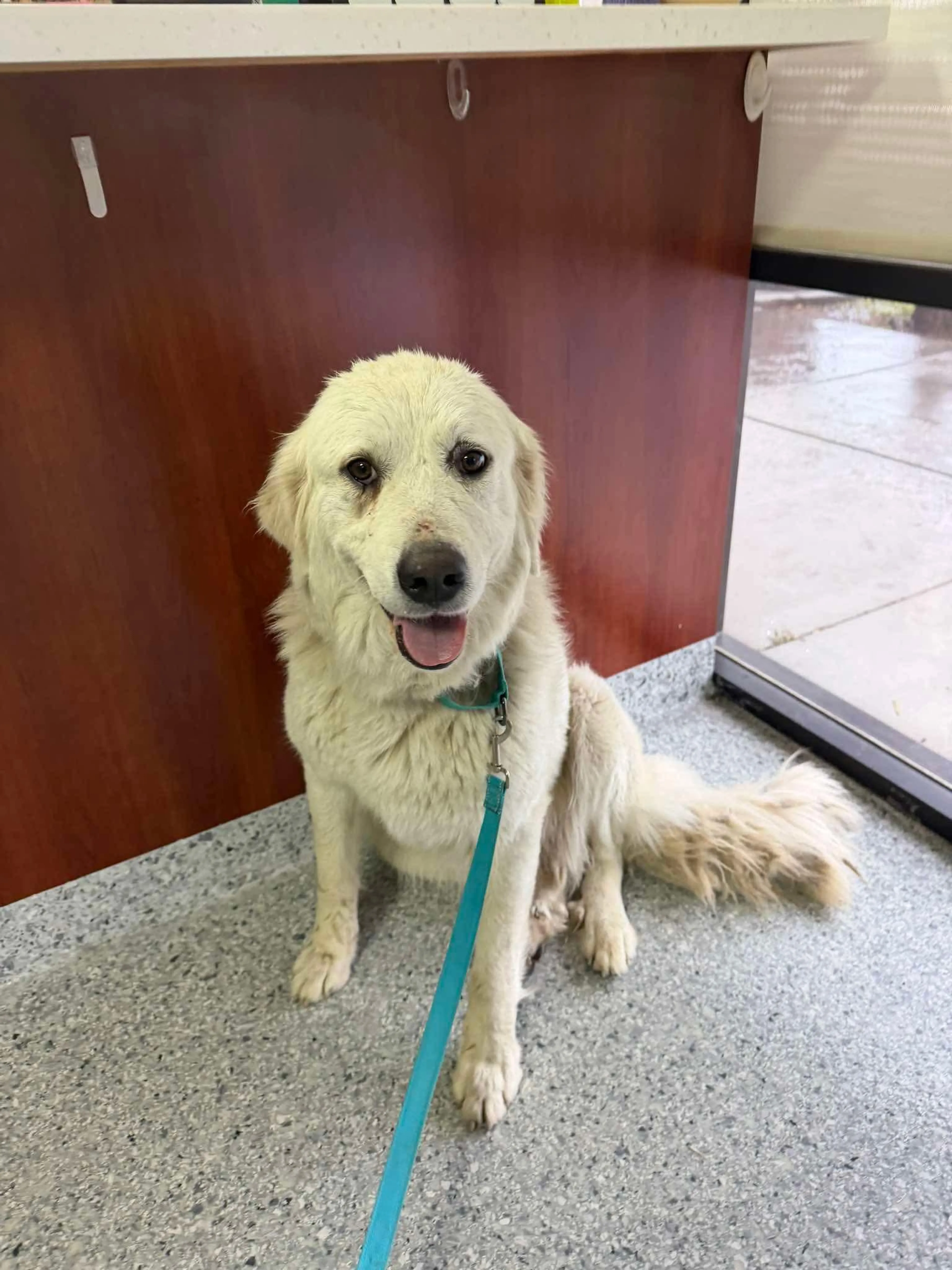 Found pet-1