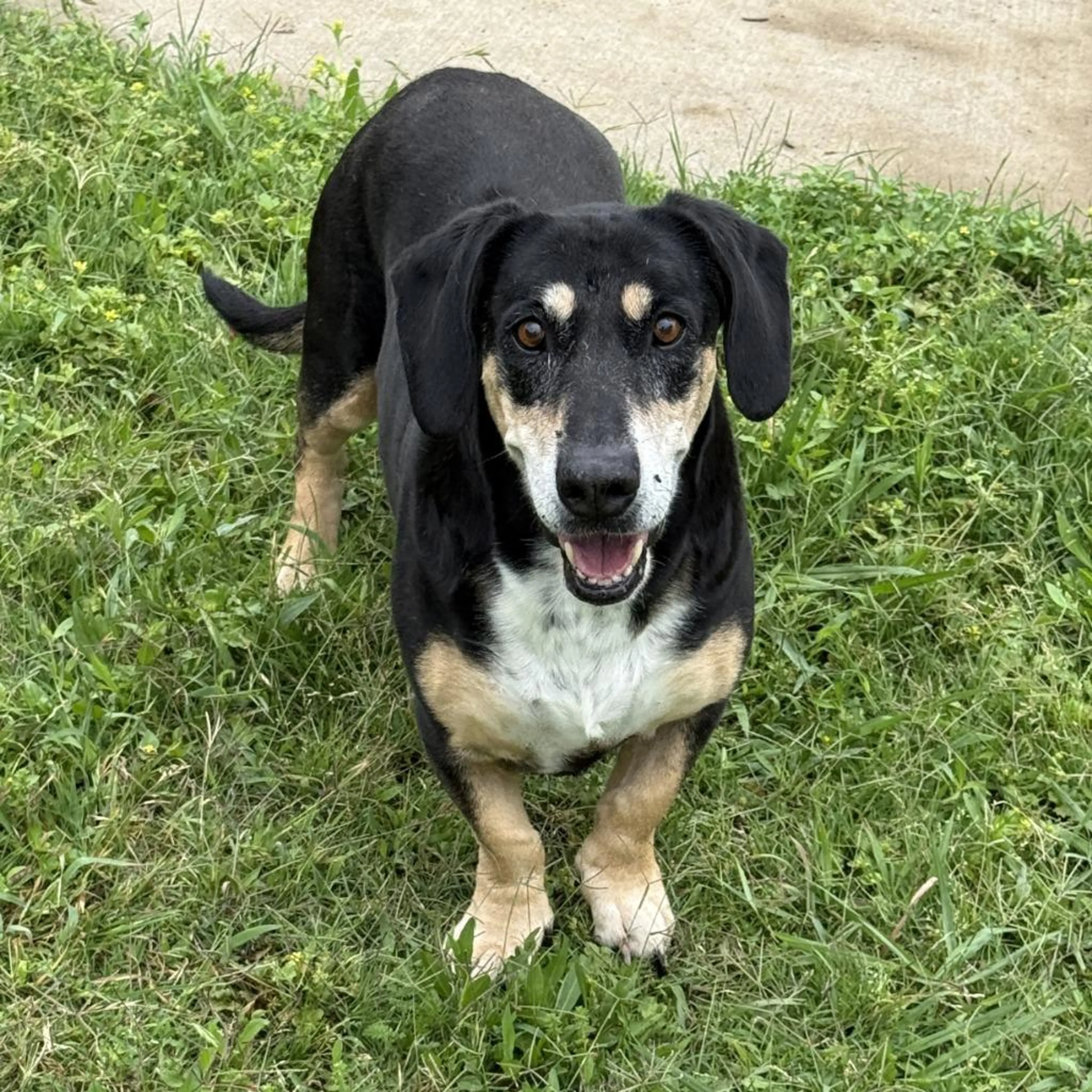 Found pet-3
