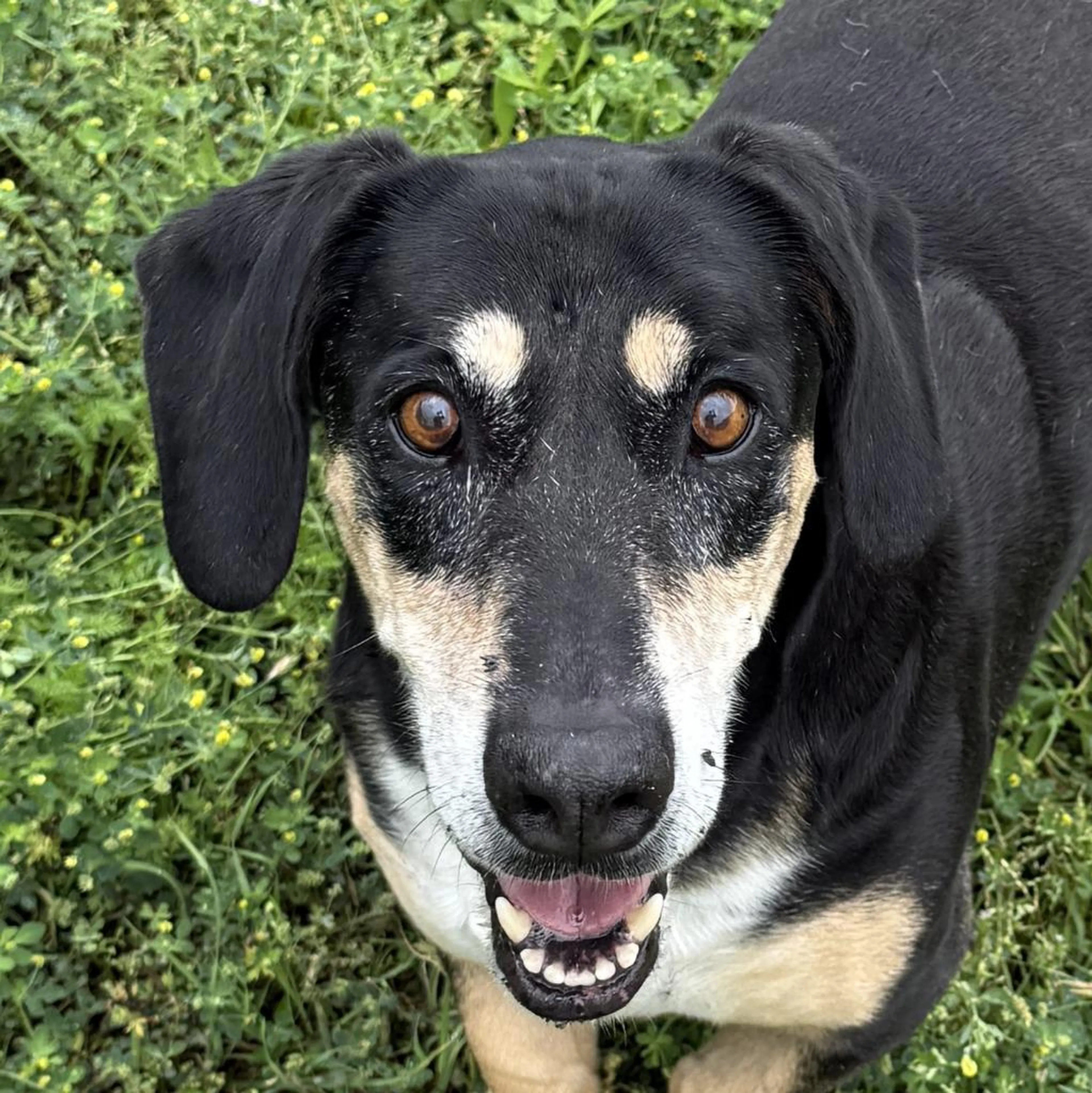 Found pet-5