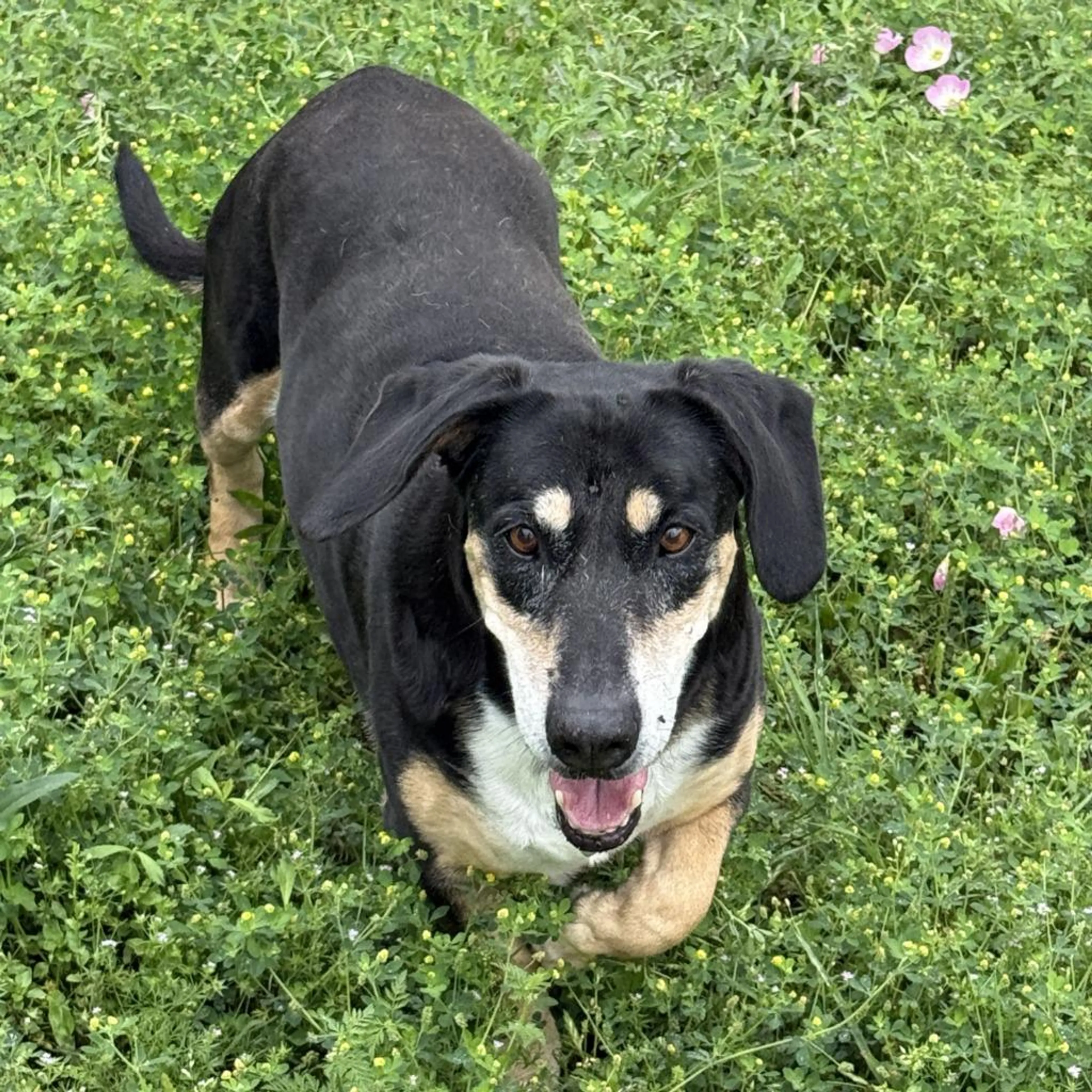 Found pet-2