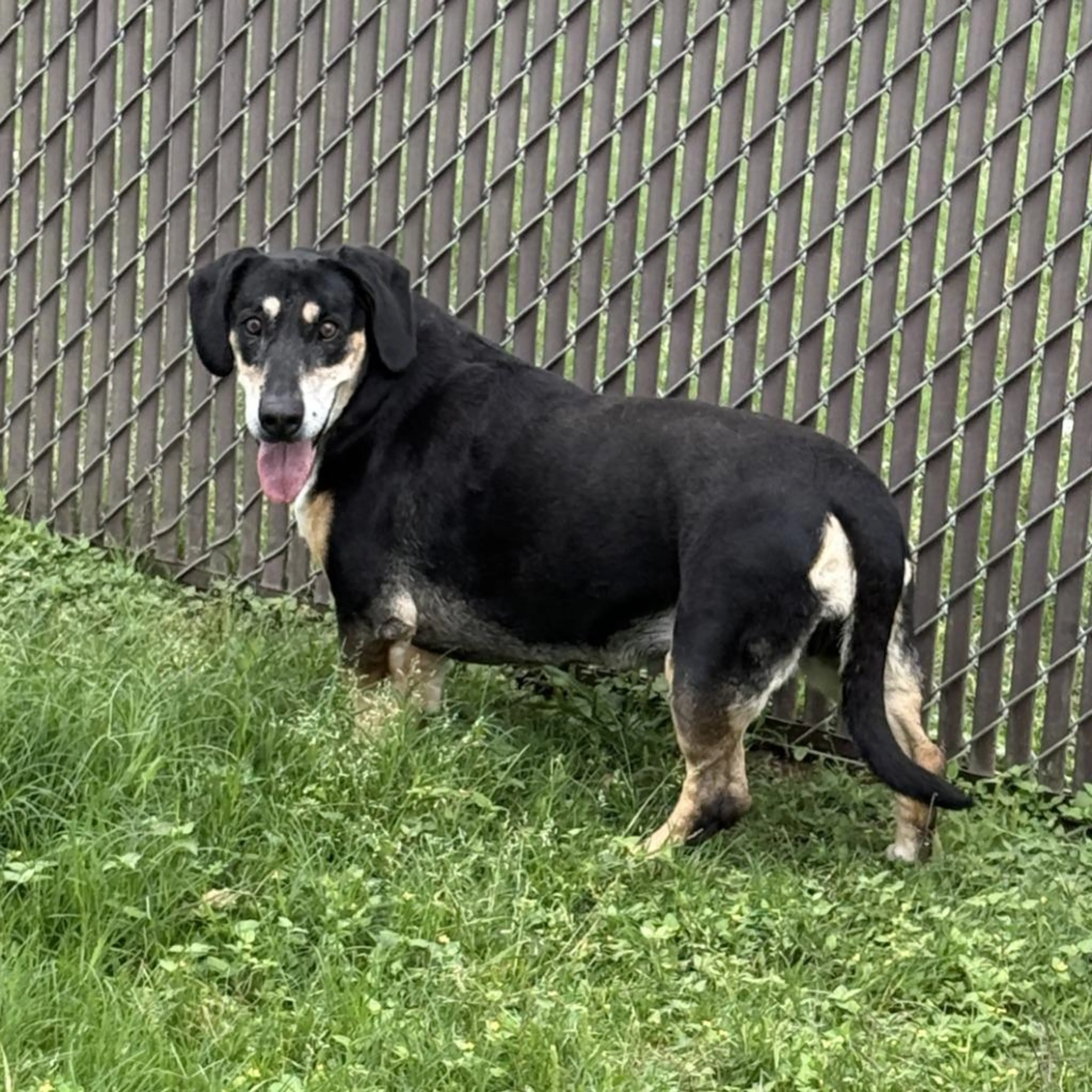 Found pet-1