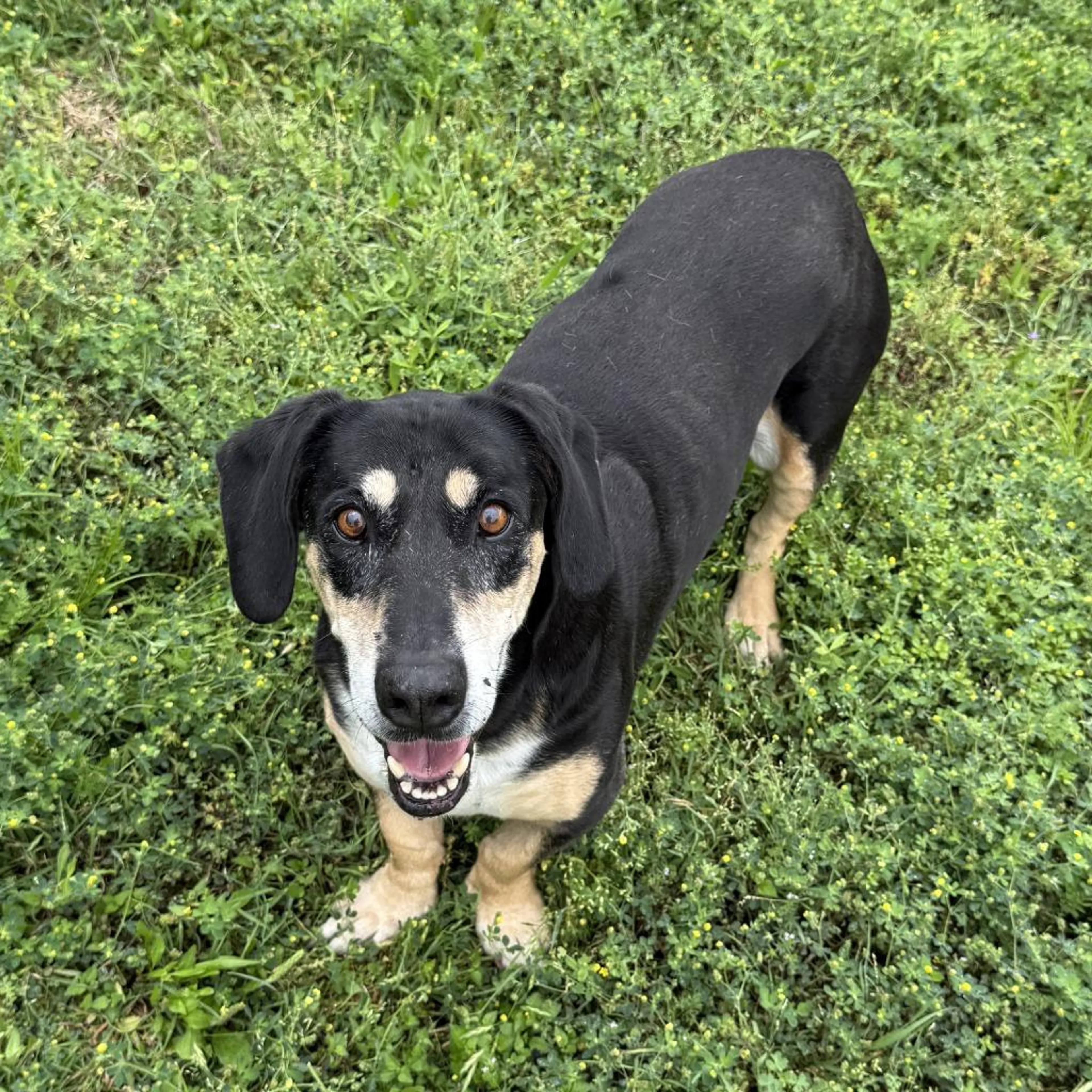 Found pet-4